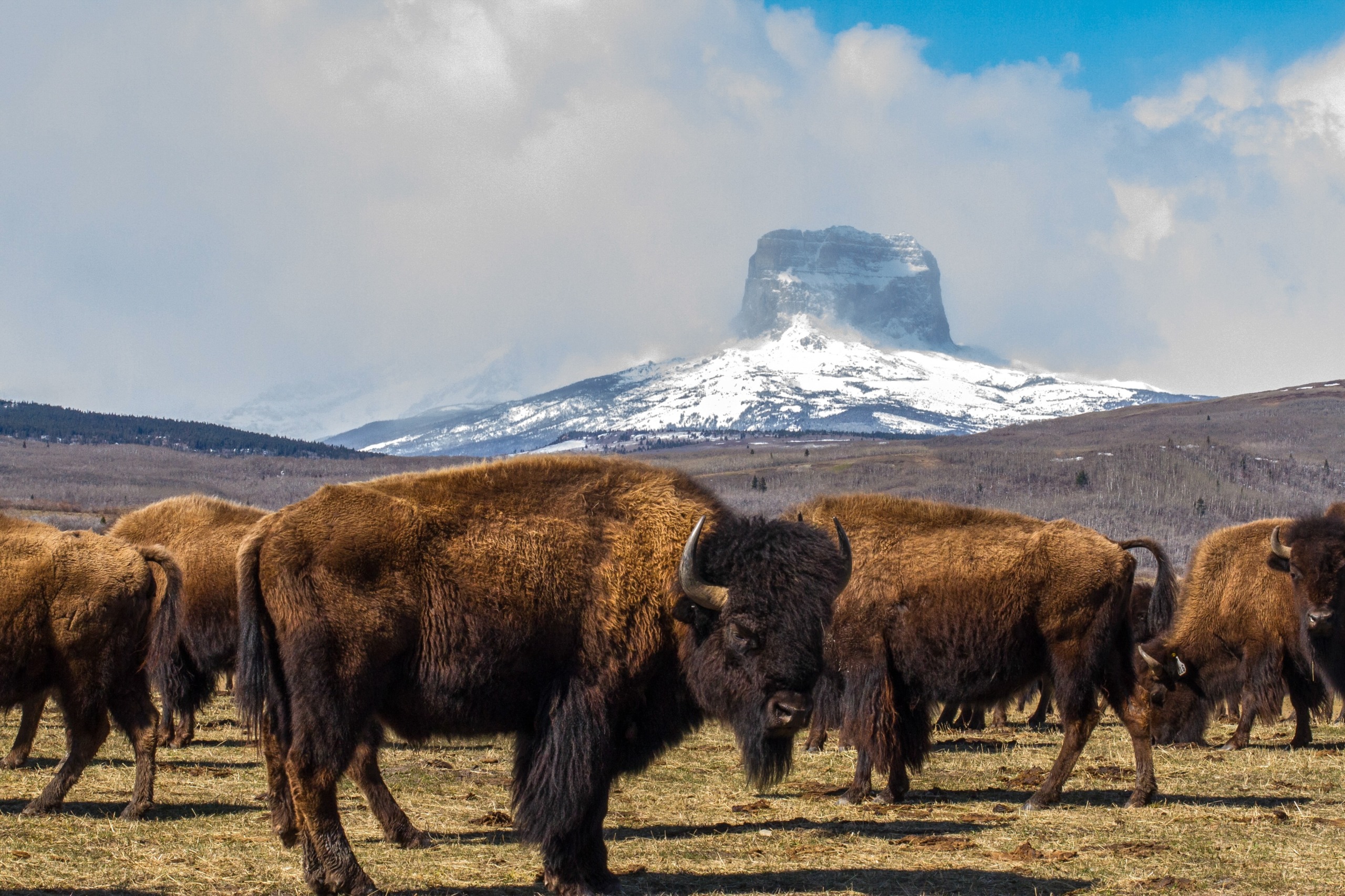 A herd of bison grazes on a grassy Canadian plain with a snow-capped mountain in the background. The sky is partly cloudy, and the landscape is expansive and rugged.