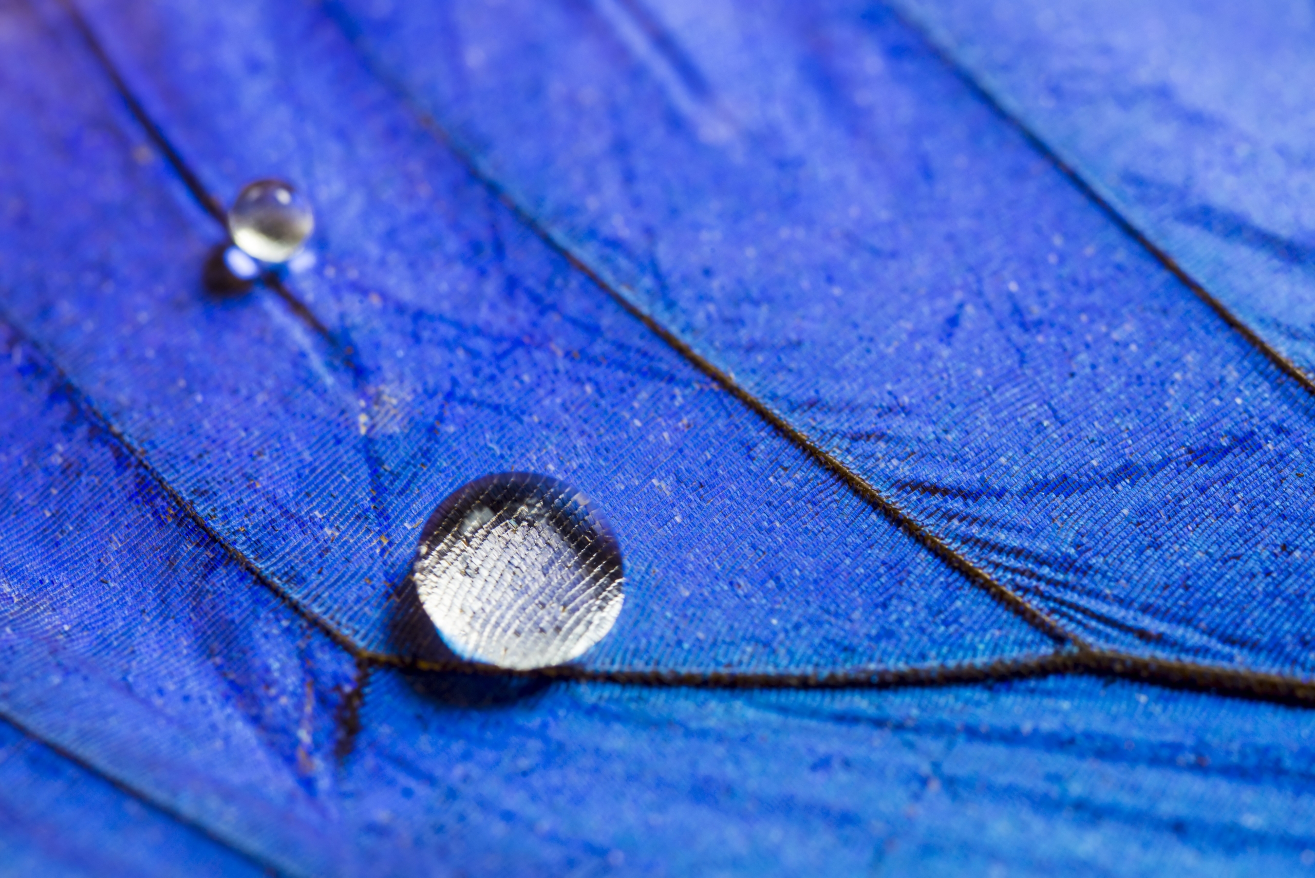 Close-up of two water droplets resting on a vibrant blue feather. This natural genius creates a magnifying effect on the delicate lines and textures of the feather, highlighting its rich color and intricate structure.