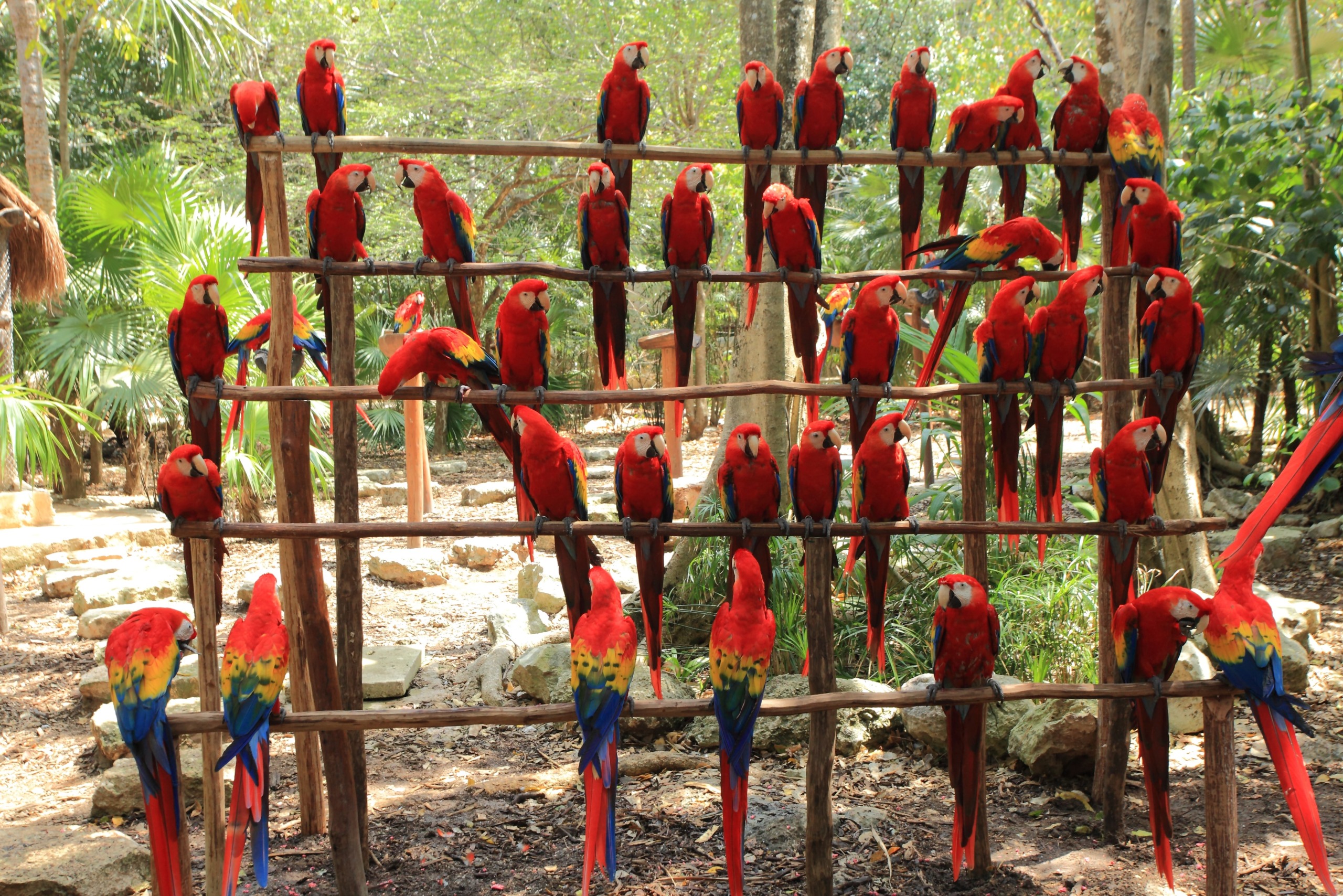 A vibrant group of scarlet macaws, a striking parrot species, perched on a wooden grid structure, surrounded by a tropical forest. Their bright red, yellow, and blue feathers stand out against the lush greenery and wooded background.