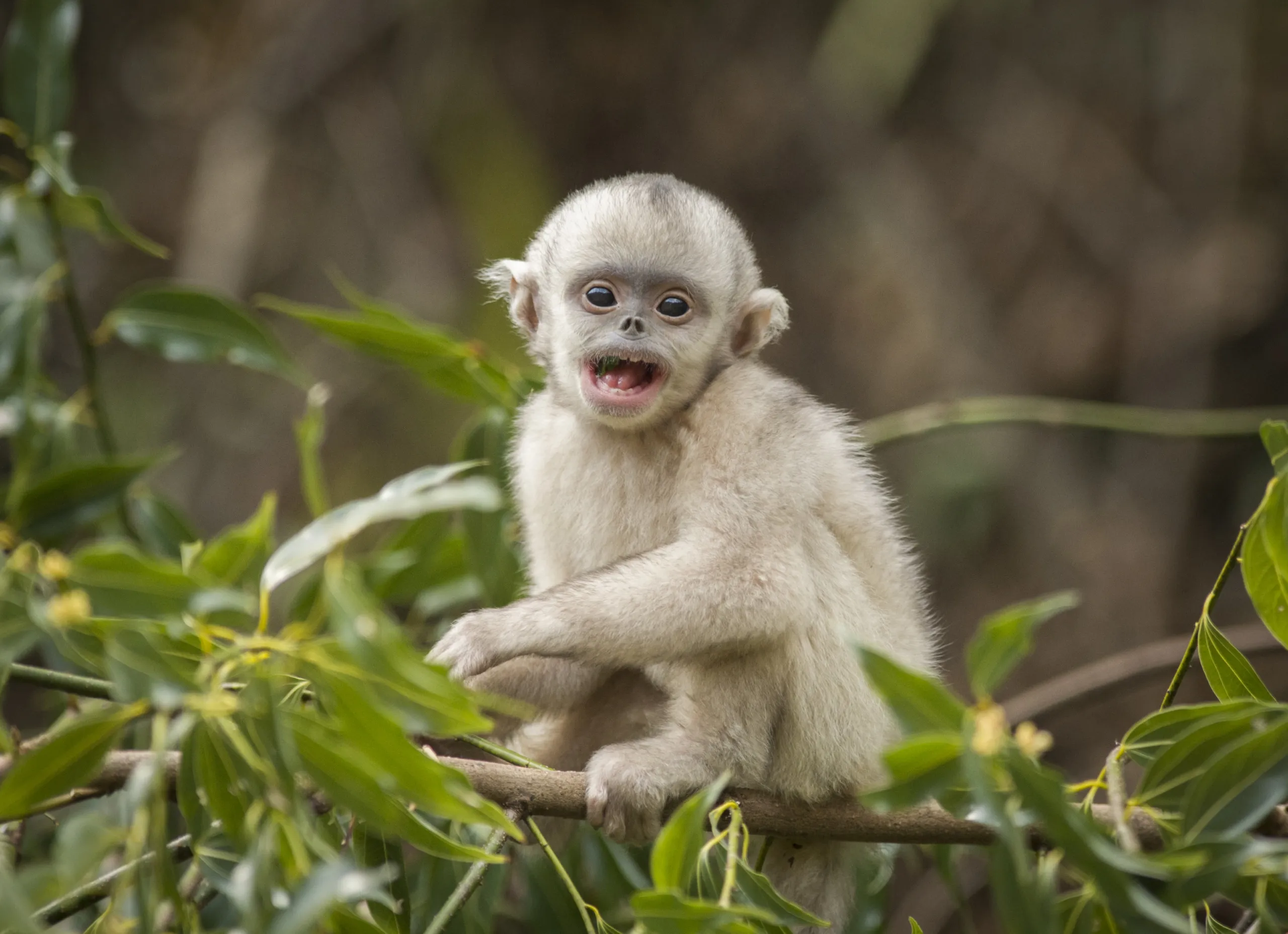 A small, light-colored monkey sits on a branch surrounded by green leaves, like a creature from Shangri-La. Its mouth is open, appearing to be vocalizing or making a facial expression. The background is blurred, highlighting this mystery monkey as the main subject.