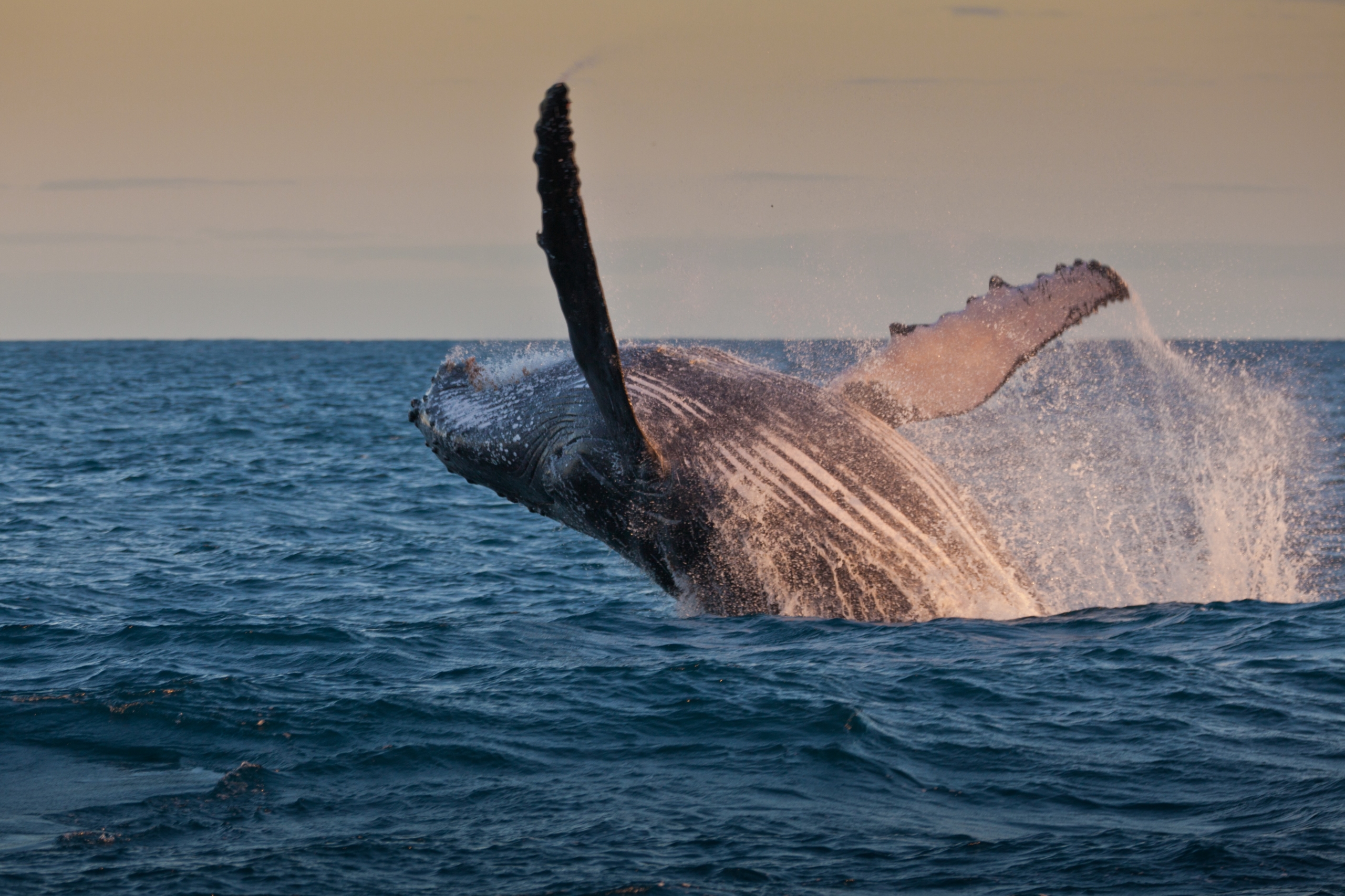 A humpback whale breaches the ocean surface off the coast of Brazil, its body partially emerged from the water. The sky is lightly clouded, capturing the dynamic movement of the whale against the backdrop of Brazil's vast sea and horizon.