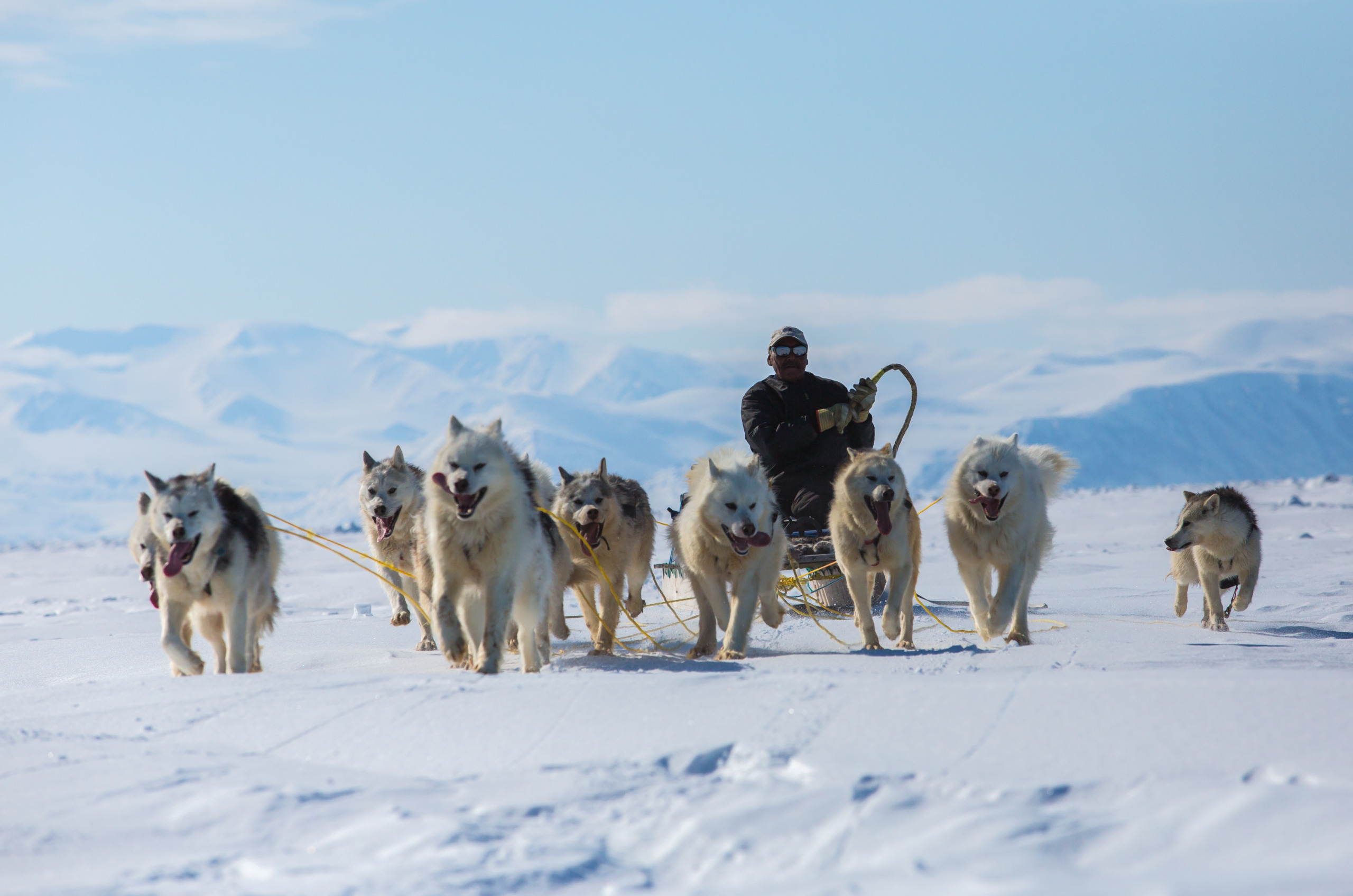 A person is riding a sled pulled by a team of huskies across Canada's vast snowy landscape, with distant snowy mountains under a clear blue sky.