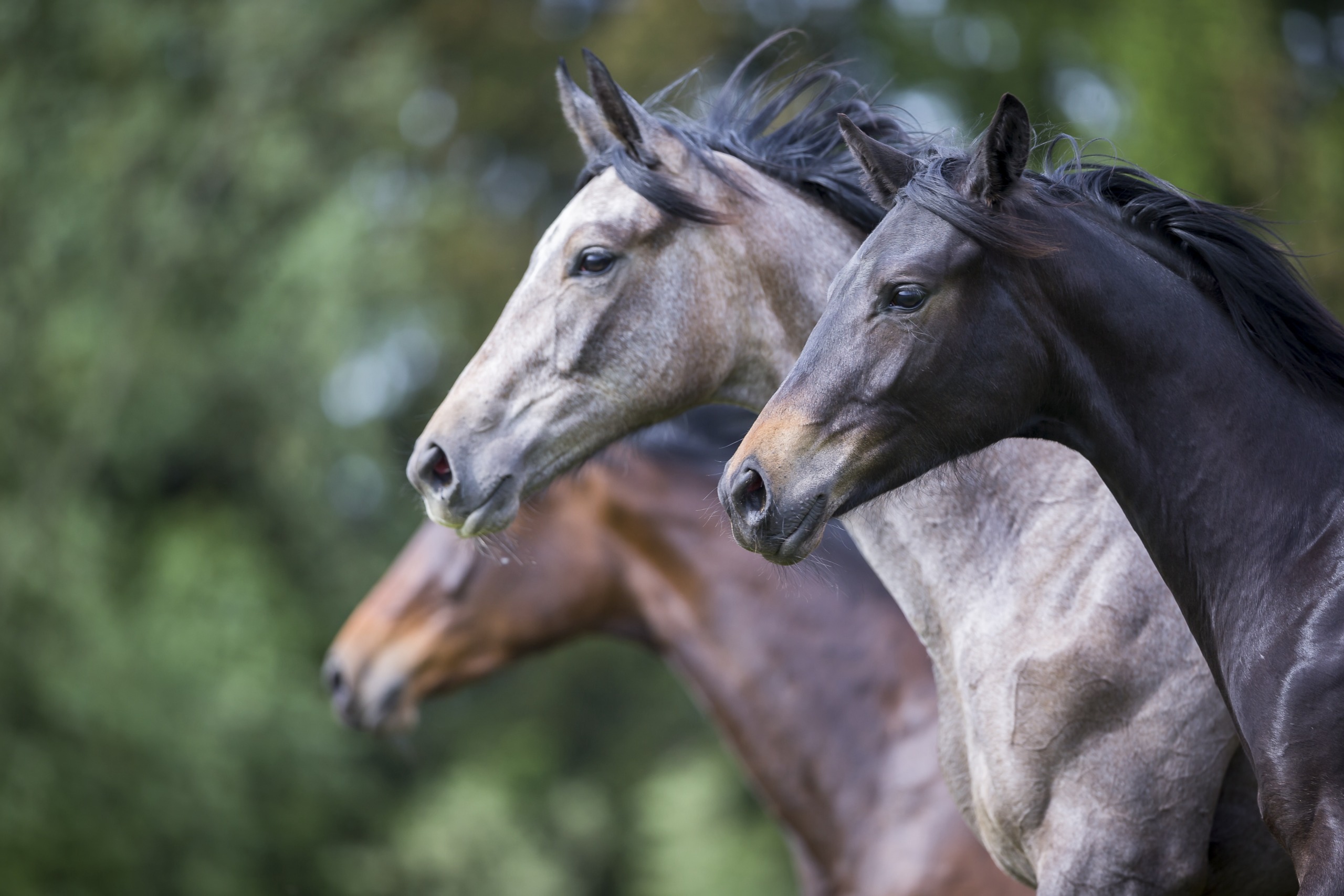 Three majestic horses gallop in a row through a sprawling green field. These stunning creatures, ranging in color from light gray to deep brown, showcase their flowing manes caught in the wind. The blurred green backdrop highlights the speed and grace of each horse's powerful stride.