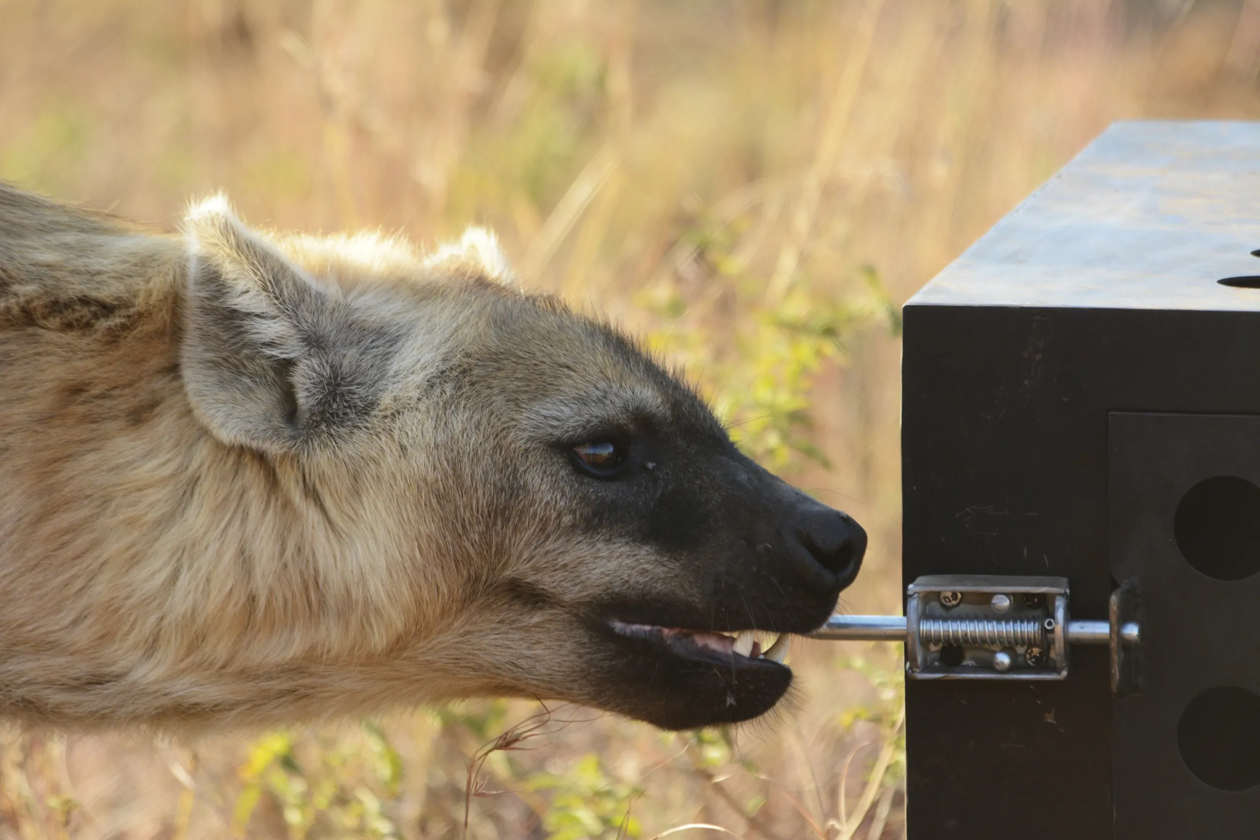 In a natural grassy setting, a hyena, demonstrating its killer IQ, bites a metal tool protruding from a black box.