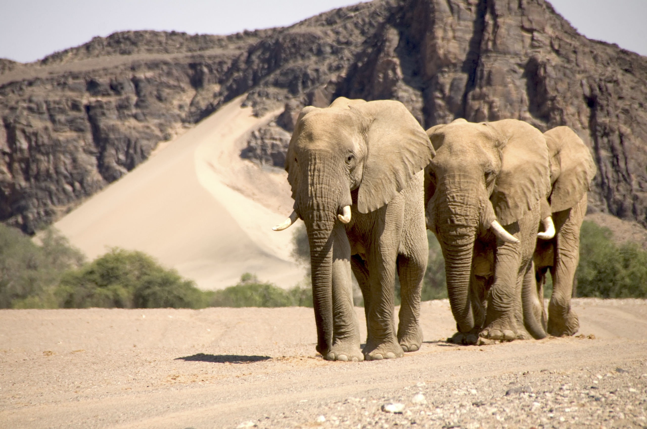 Three elephants walk in a line across Namibia's desert, a sandy landscape with rocky mountains and dunes in the background. The scene unfolds in a dry, arid environment under a clear sky.