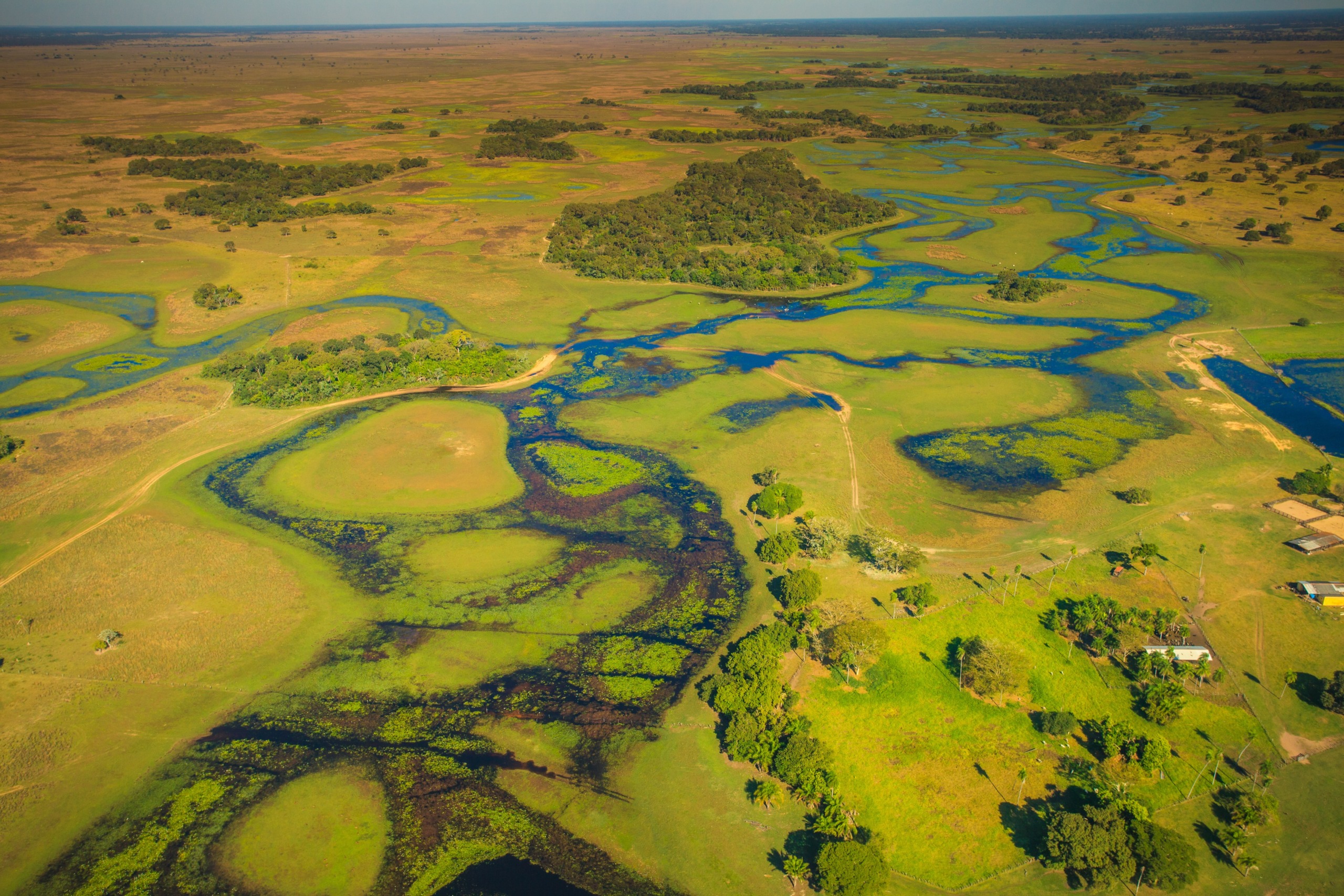 Aerial view of lush green wetlands with winding blue waterways resembling a river in the sky. Scattered trees dot the expansive landscape, merging patches of forested areas and open fields into a vibrant natural scene.