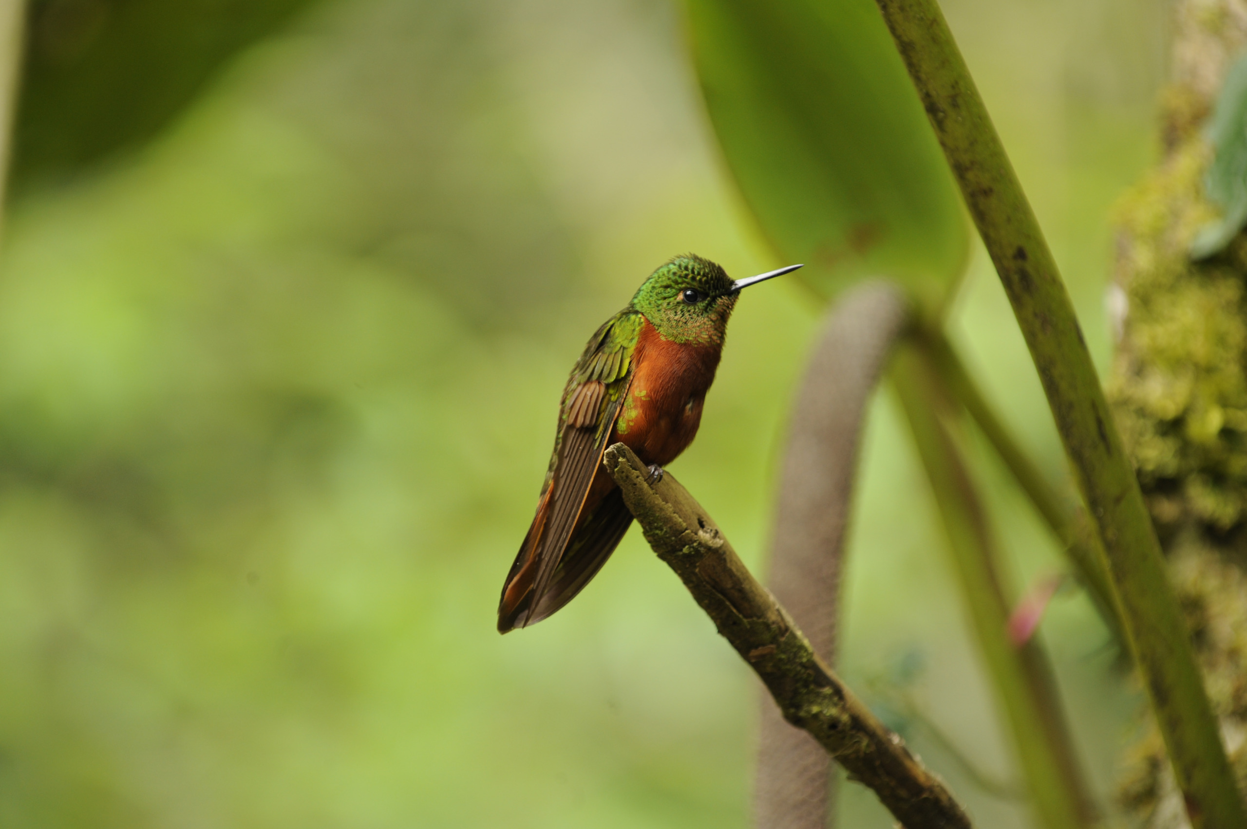 A small jewelled messenger with vibrant green feathers and a reddish-brown chest perches on a branch against a blurred green background.