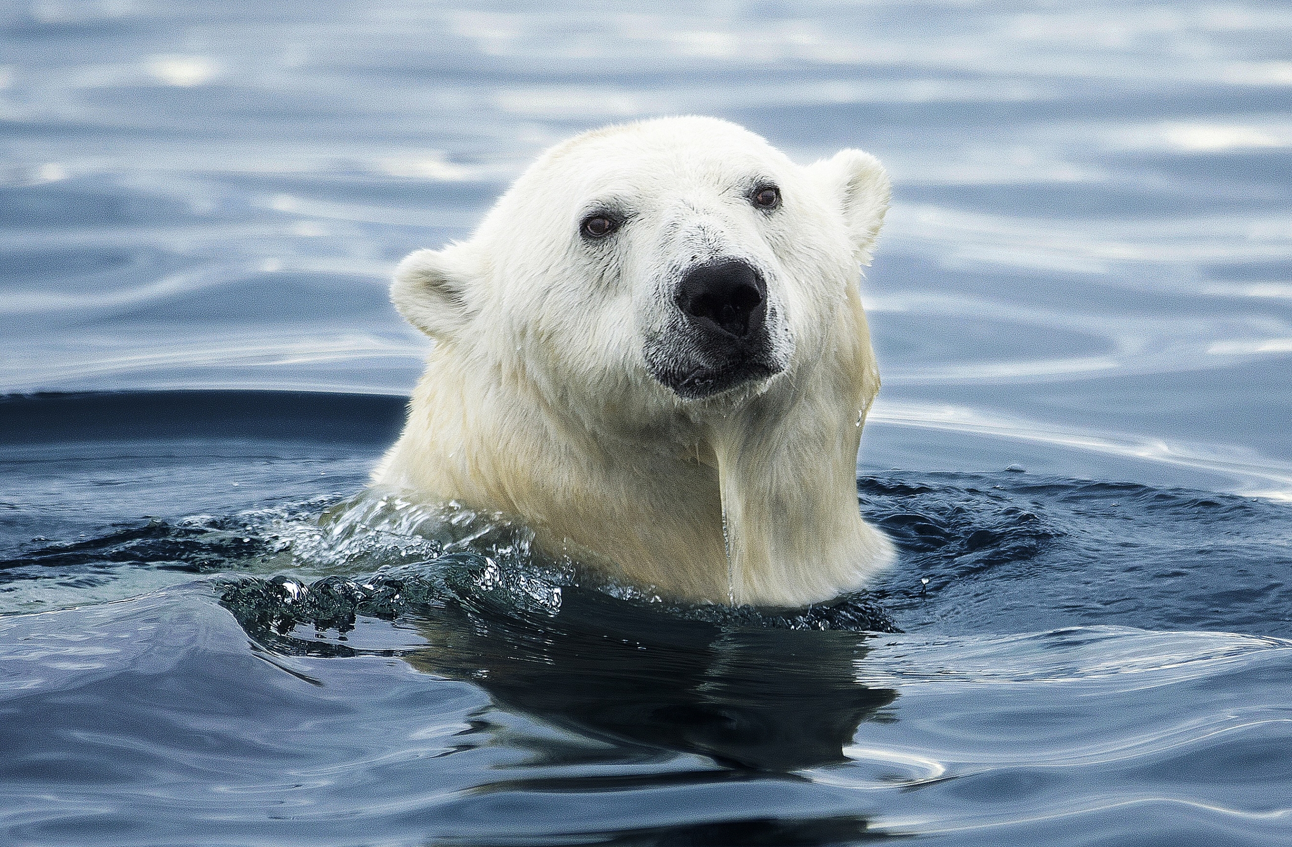 A polar bear emerges from the water, its head and upper body visible. The bear's white fur contrasts with the deep blue of the rippling water surrounding it, reminiscent of the stark beauty found alongside killer whales in their shared icy habitat.