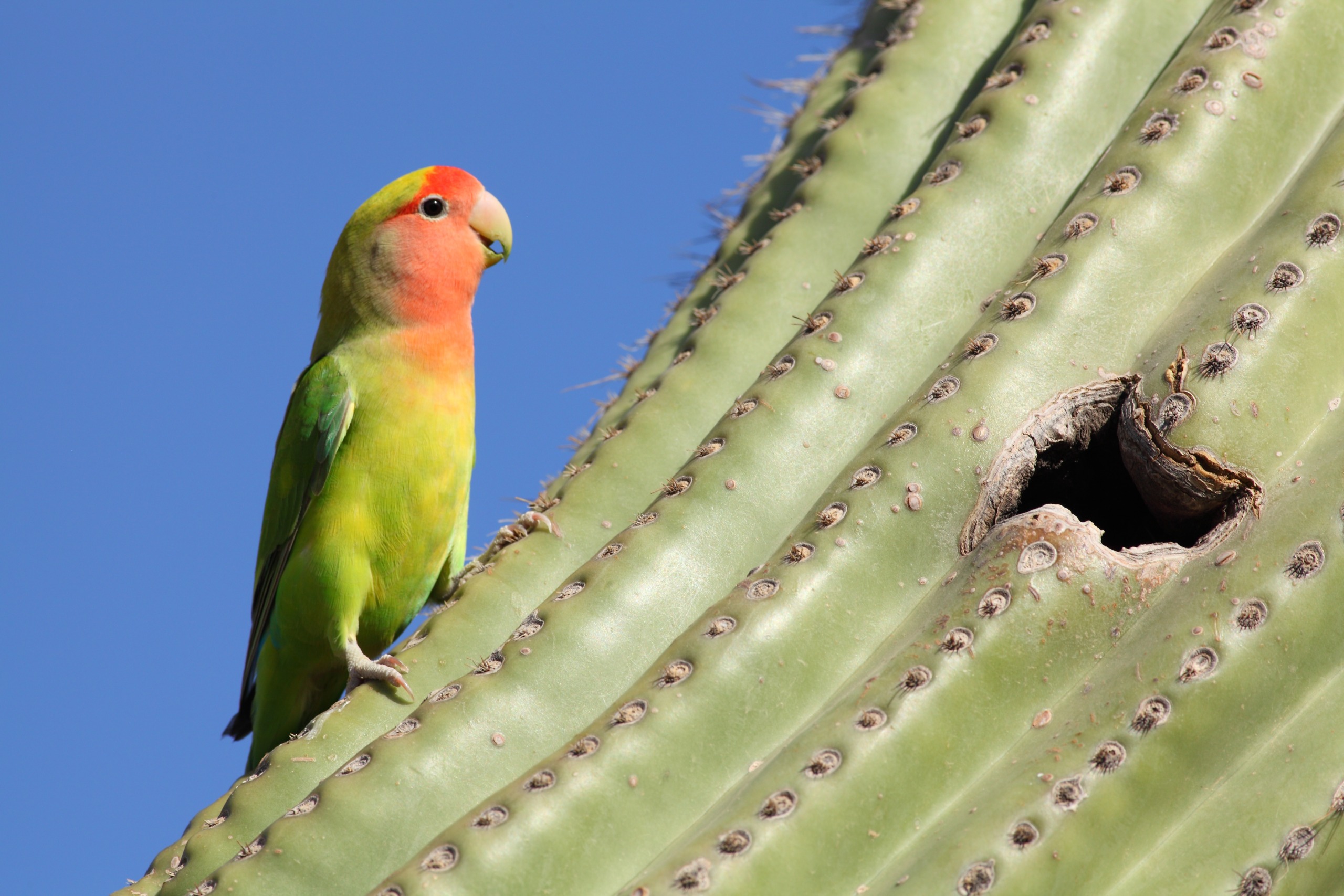 A vibrant parrot with green, yellow, and orange feathers perches gracefully on the side of a tall cactus near a small hole. The clear blue sky serves as a stunning backdrop for this colorful bird and its prickly perch.