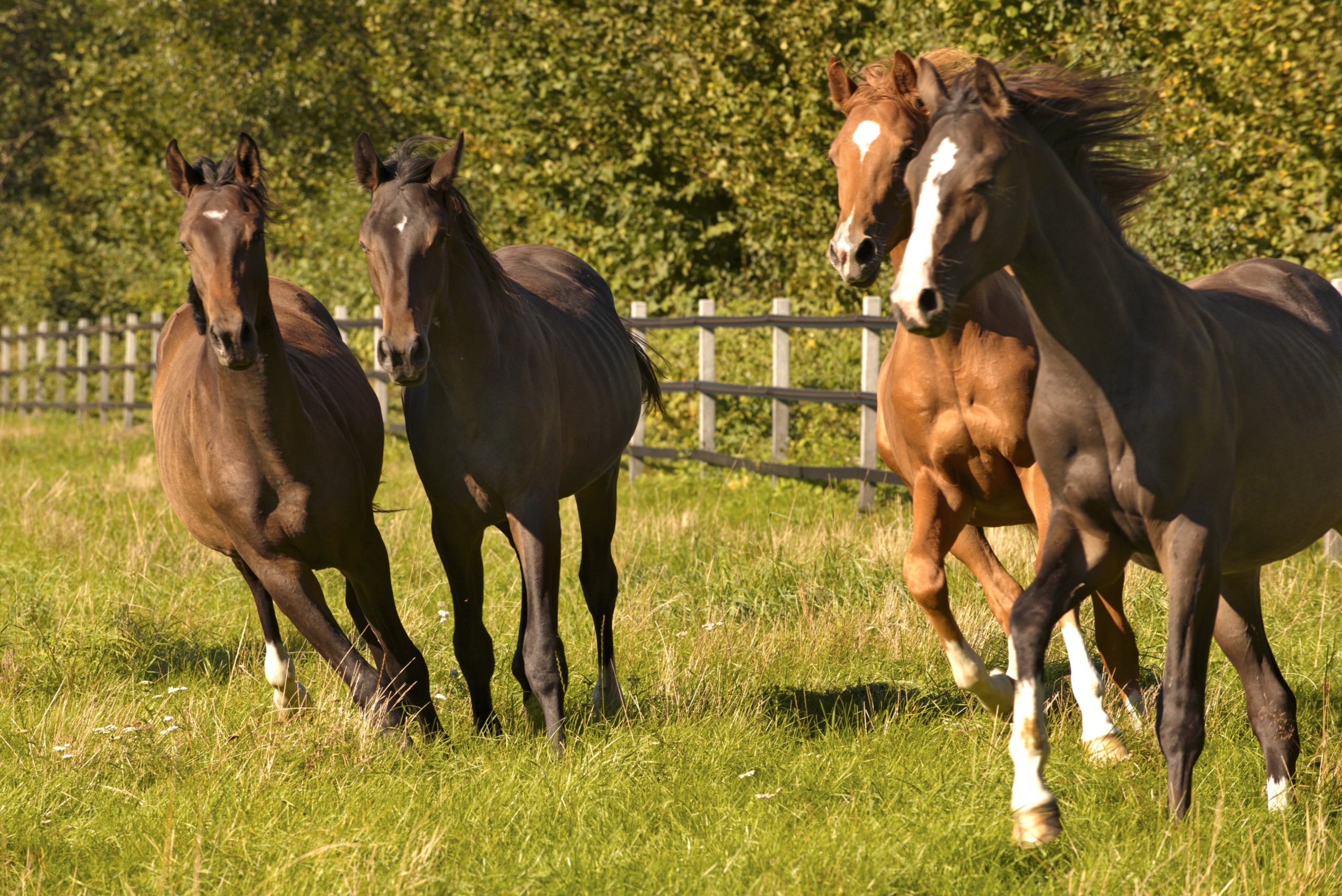 Two dark brown horses and two chestnut horses gallop gracefully across a grassy field. A wooden fence and tall trees create a natural backdrop under the clear sky, capturing the essence of freedom and strength found in every horse's spirit.