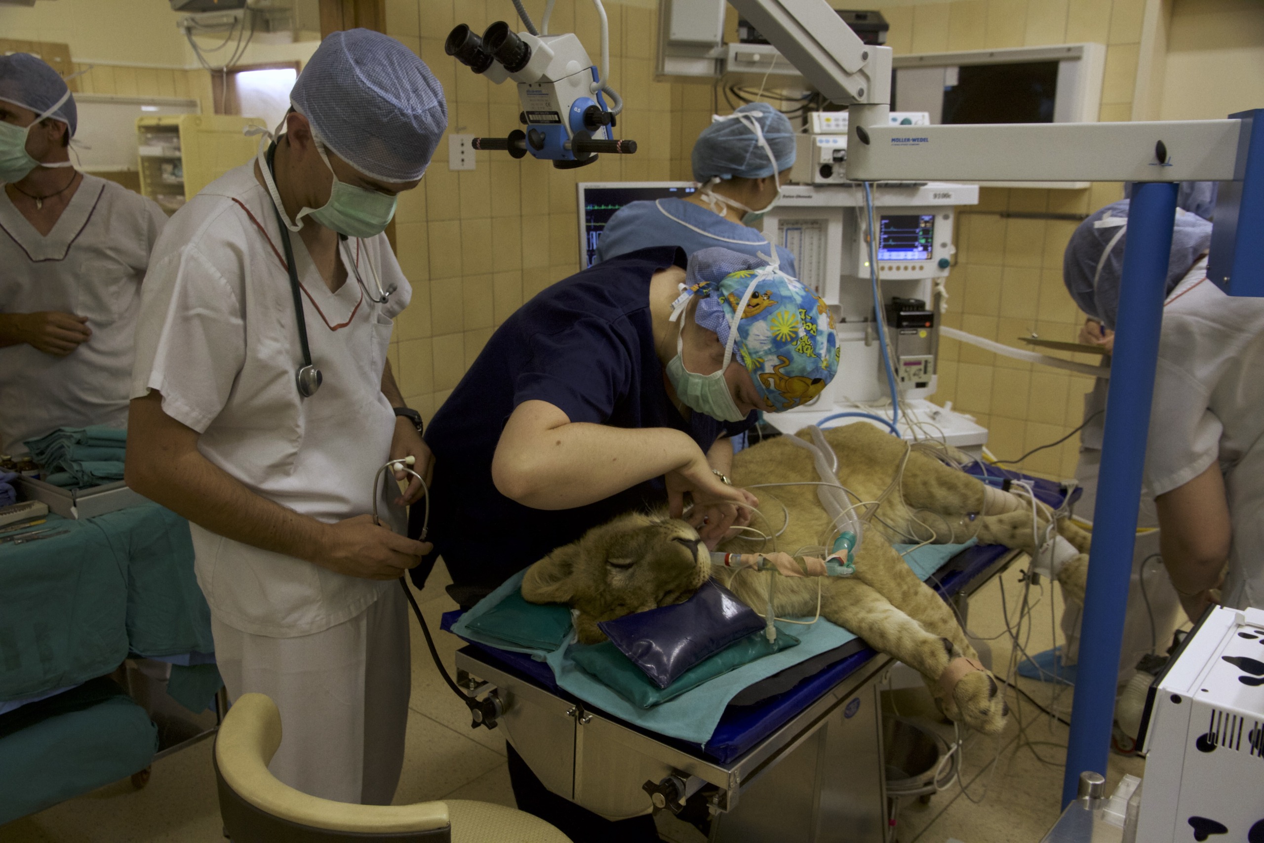 Veterinarians perform surgery on a sedated lion in an operating room. Nearby, anxious cubs await news as their majestic parent lies on a table, surrounded by medical staff in scrubs and masks, with surgical equipment and monitors surrounding them.