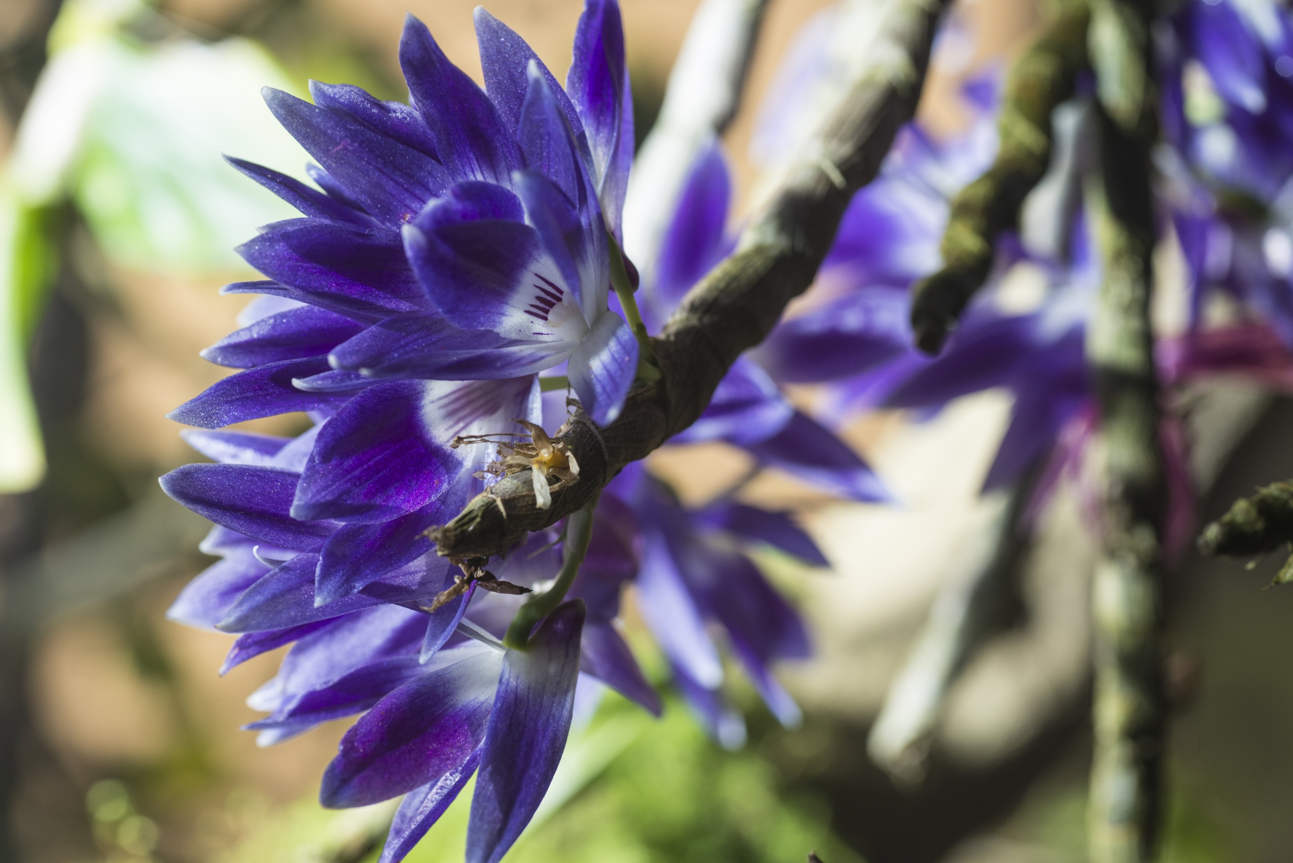 Close-up of vibrant purple and white flowers, resembling orchids, growing along a branch. The plants' petals are pointed and layered, with sunlight highlighting their rich color against a blurred background.