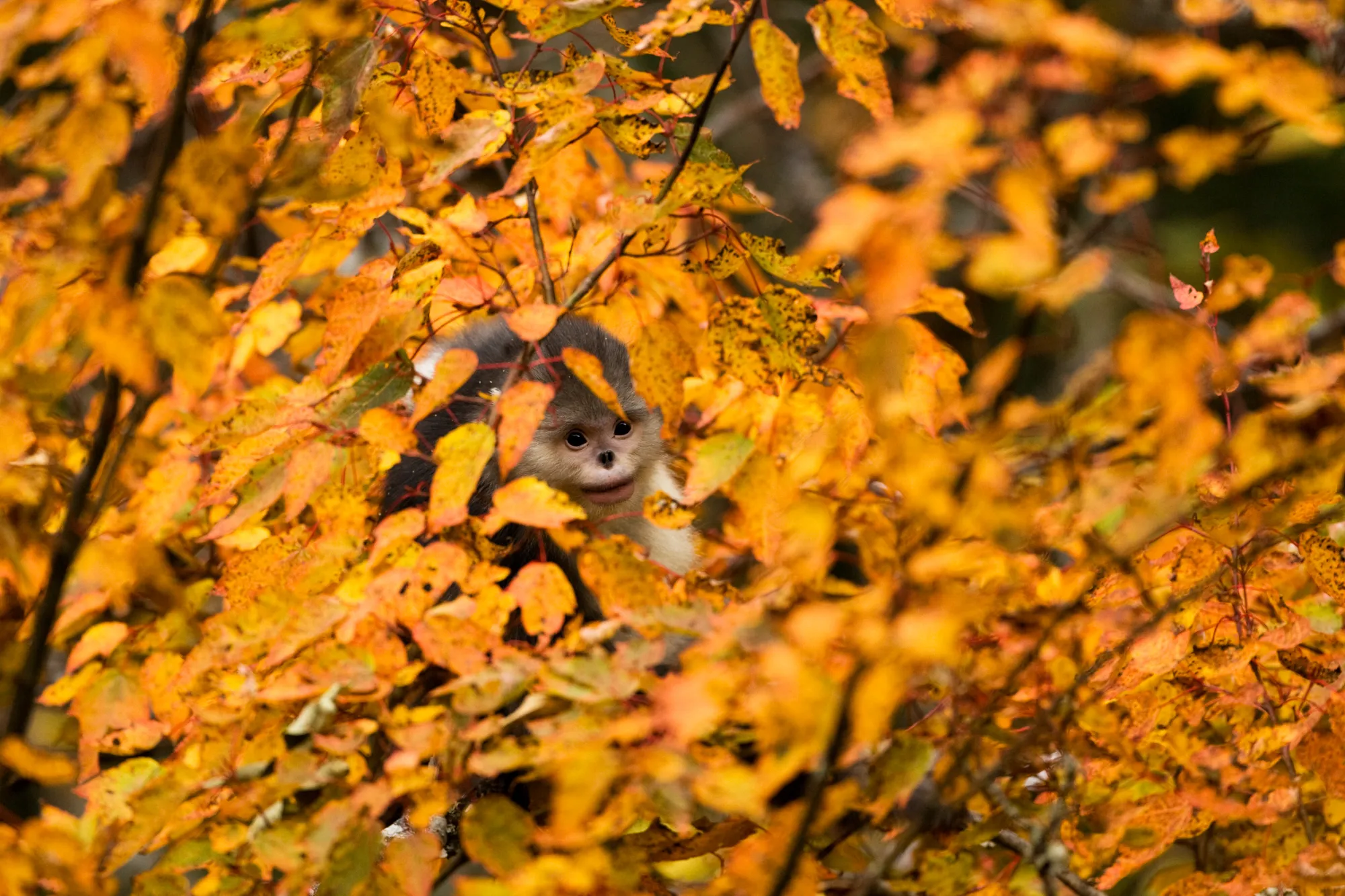 A mysterious monkey is partially hidden among orange and yellow autumn leaves, peeking through a dense thicket with a curious expression. The vibrant foliage creates a warm and colorful backdrop reminiscent of Shangri-La's enchanting aura.