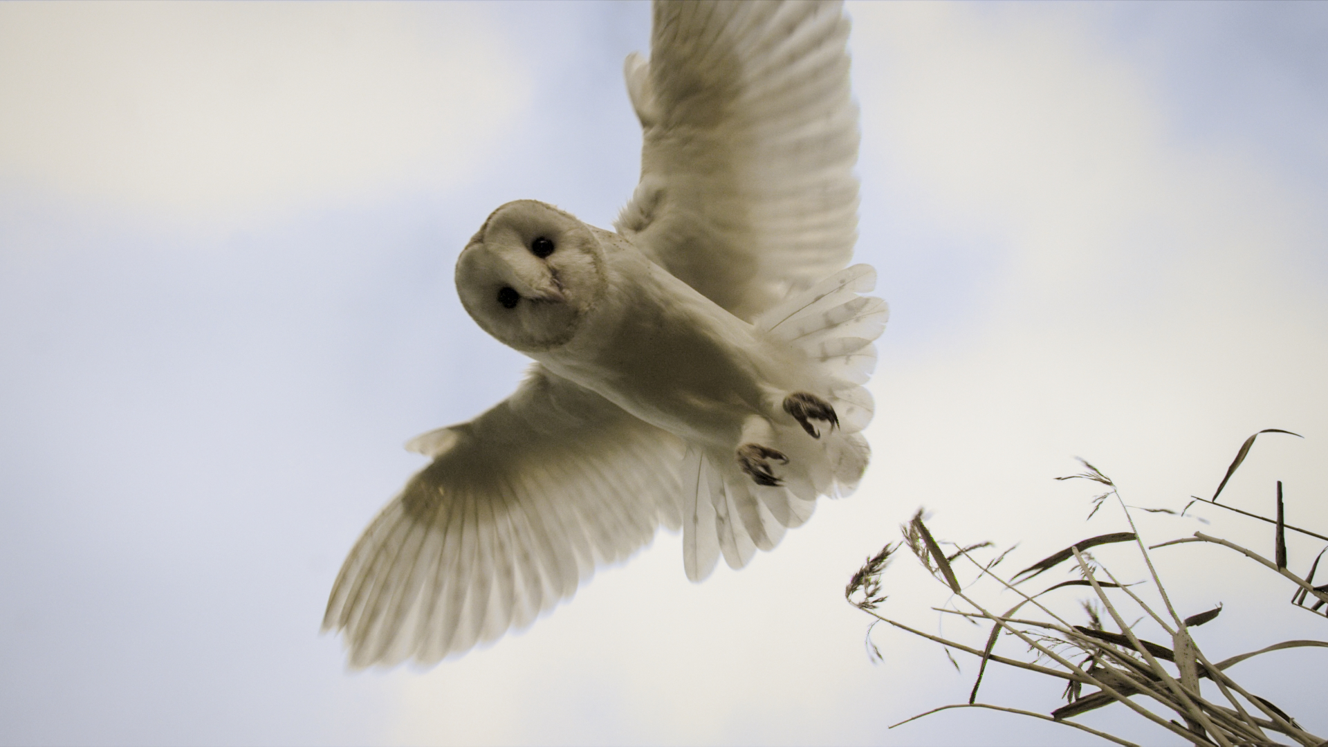 A majestic white owl, the genius of nature, soars with wings spread wide against a light blue sky dotted with scattered clouds. Its eyes are prominently visible as it glides effortlessly above tall grass.