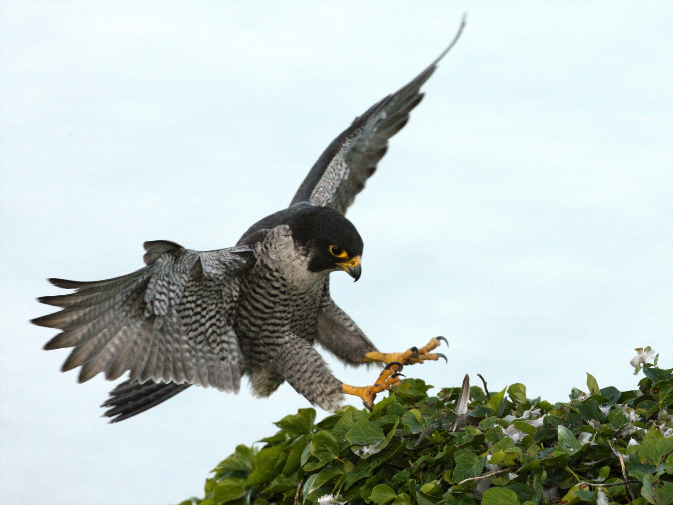 A peregrine falcon with speckled feathers is gracefully landing with outstretched wings and sharp talons on the lush foliage of Cornwall, set against a pale sky backdrop.