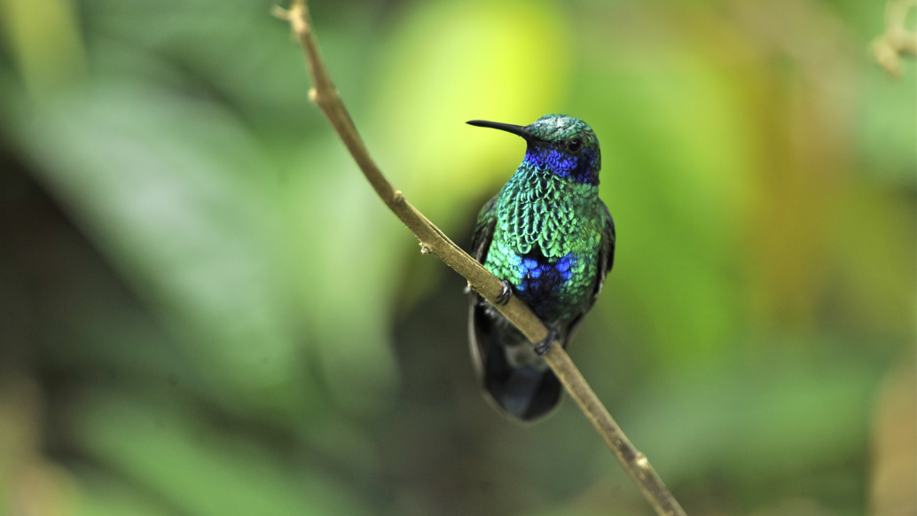 A vibrant green and blue hummingbird, one of nature's jewelled messengers, perched gracefully on a thin branch against a blurred green background.