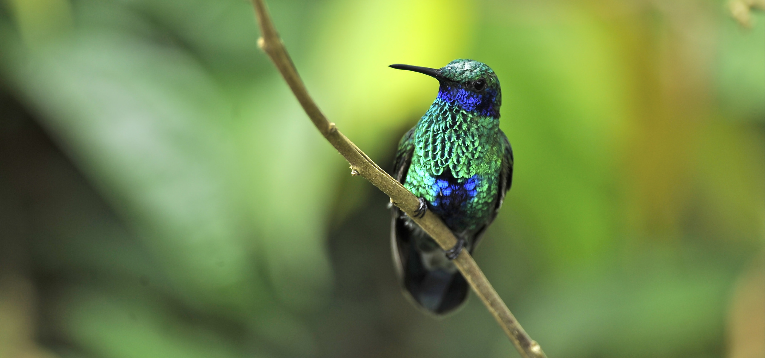 A vibrant green and blue hummingbird, one of nature's jewelled messengers, perched gracefully on a thin branch against a blurred green background.