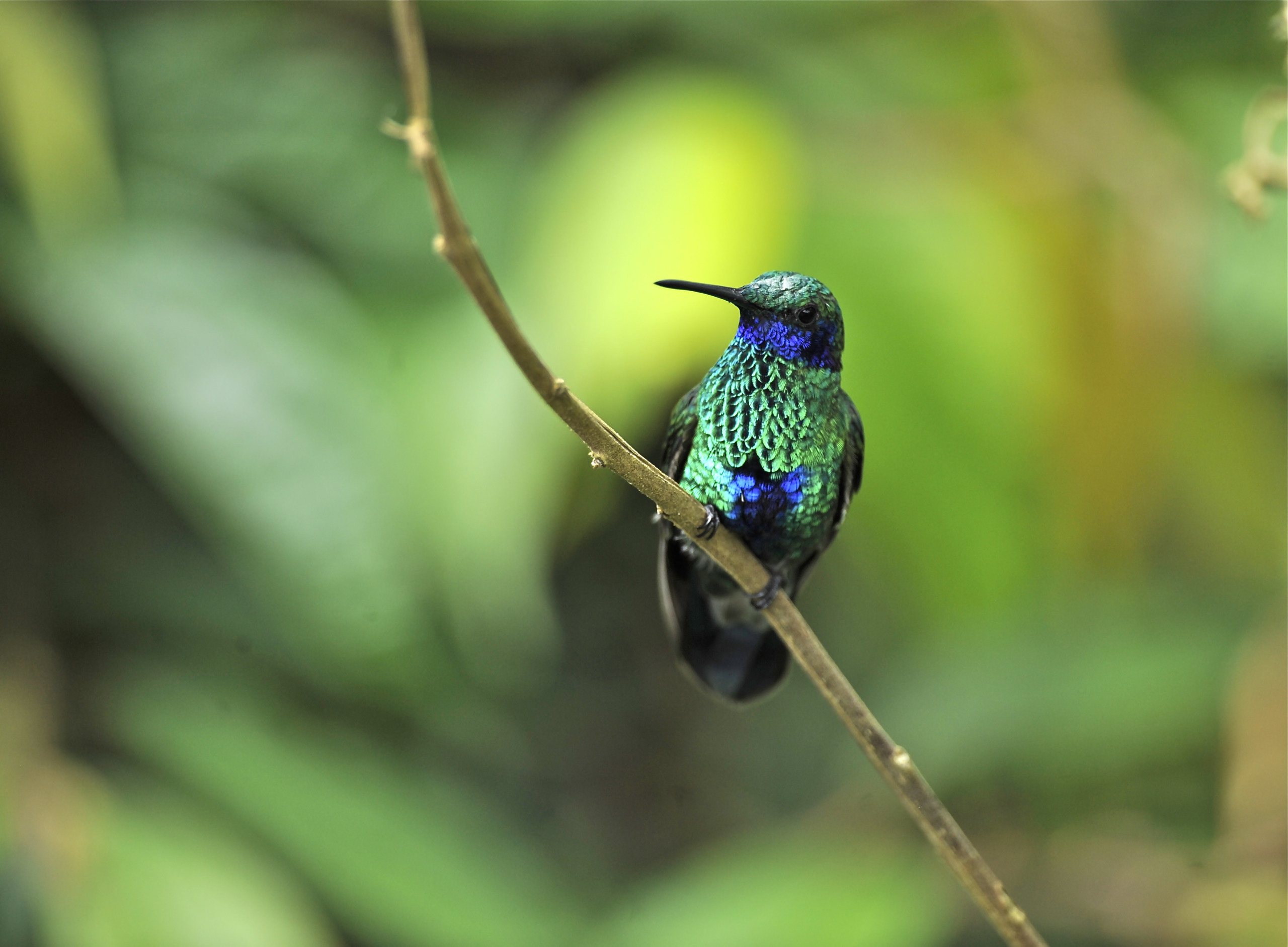 A vibrant green and blue hummingbird, one of nature's jewelled messengers, perched gracefully on a thin branch against a blurred green background.