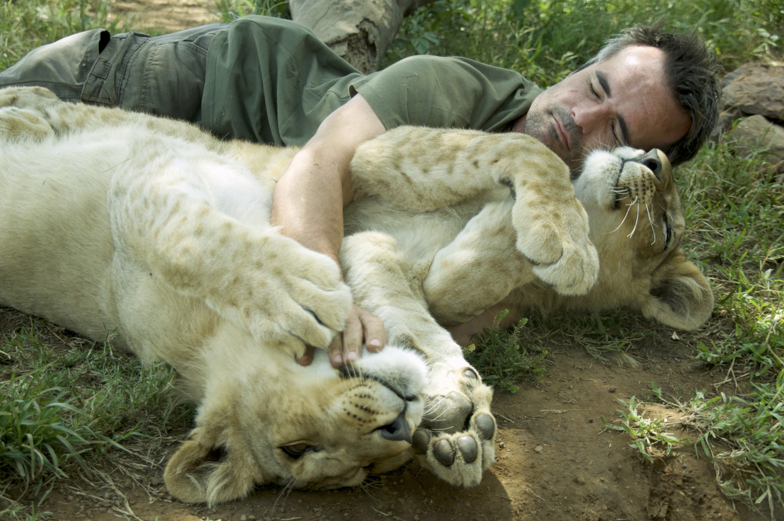 A man is lying on the ground cuddling with two young lion cubs. The scene is set outdoors on green grass, and the man appears relaxed and content as the playful cubs snuggle him affectionately.