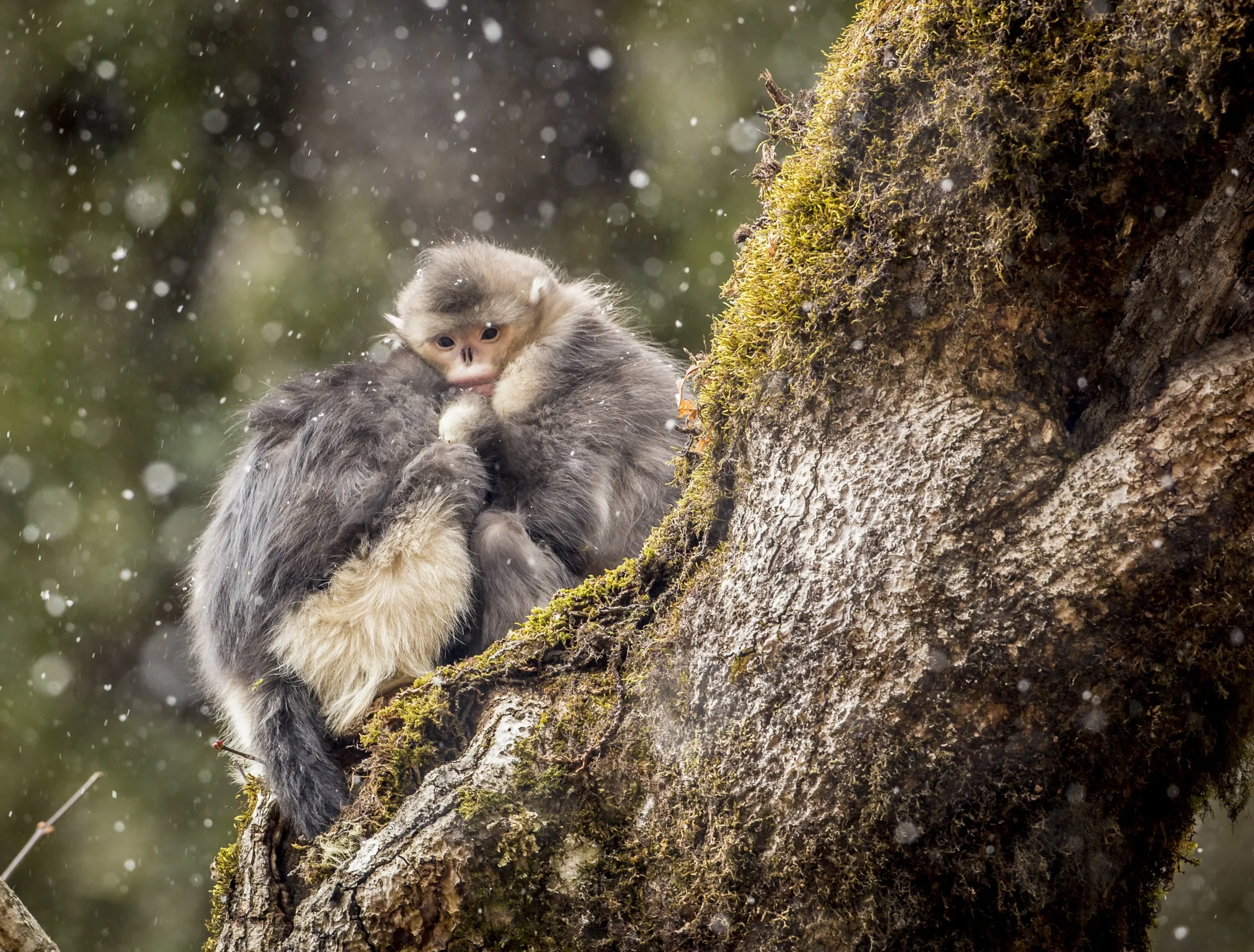 Two monkeys huddle together on a mossy tree branch during gentle snowfall in the mystical landscape of Shangri-La, surrounded by blurred green foliage. One monkey peeks over the other's back, creating a cozy and intimate scene in this serene natural setting.