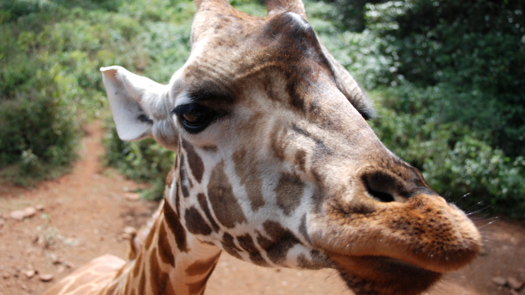 Close-up of a giraffe's face, with its distinctive spots and long neck standing out against a backdrop of green foliage and brown soil, capturing its natural habitat beautifully.