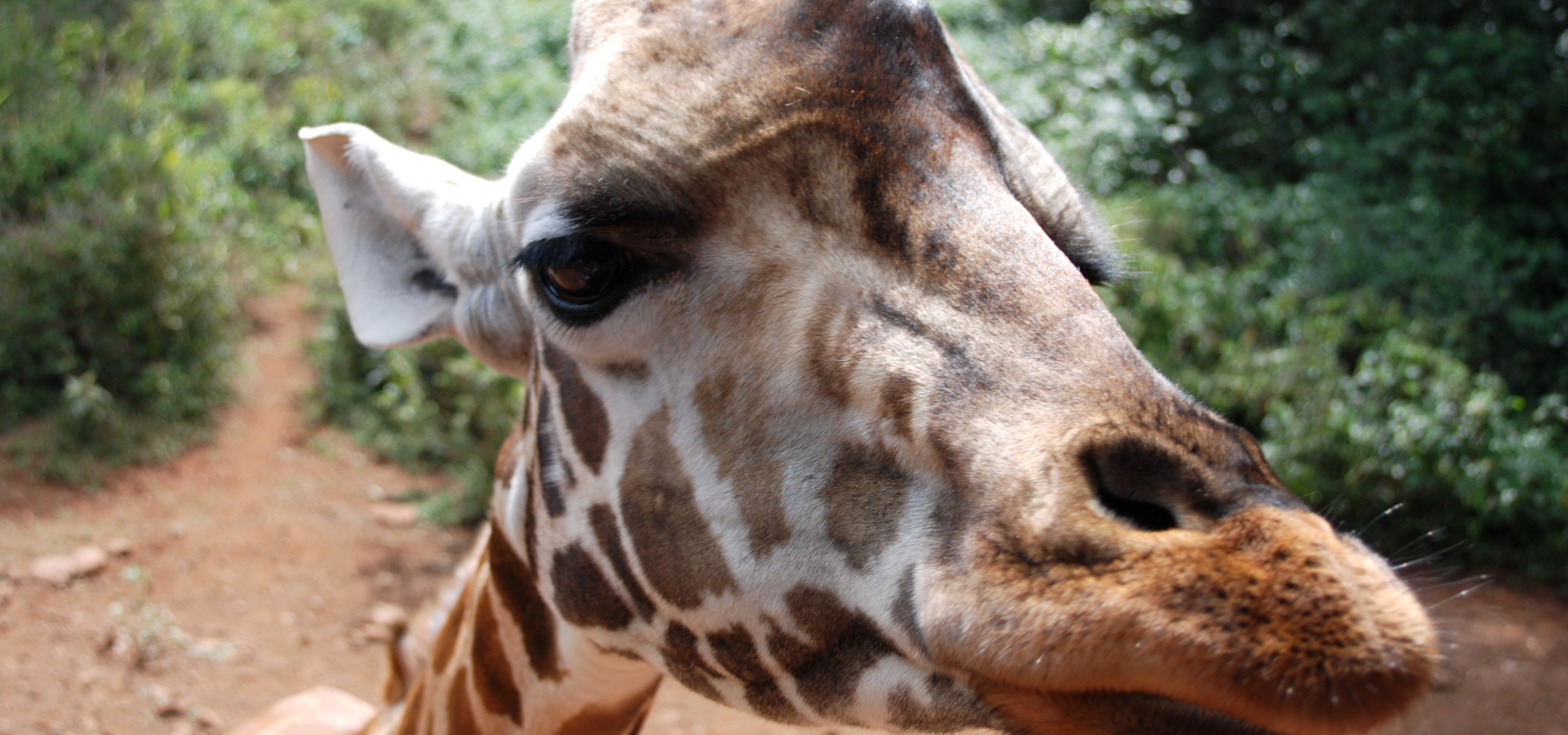 Close-up of a giraffe's face, with its distinctive spots and long neck standing out against a backdrop of green foliage and brown soil, capturing its natural habitat beautifully.