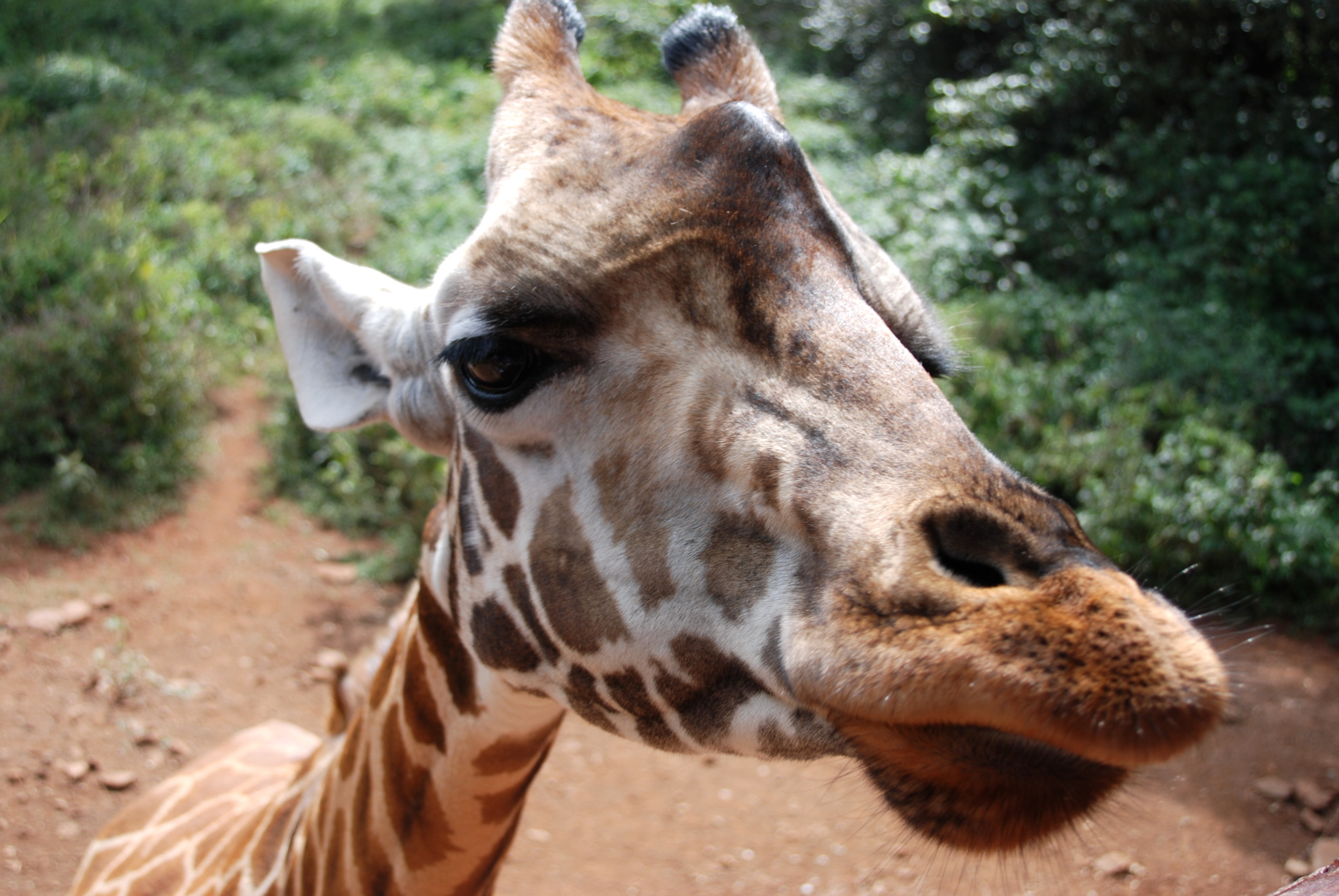 Close-up of a giraffe's face, with its distinctive spots and long neck standing out against a backdrop of green foliage and brown soil, capturing its natural habitat beautifully.