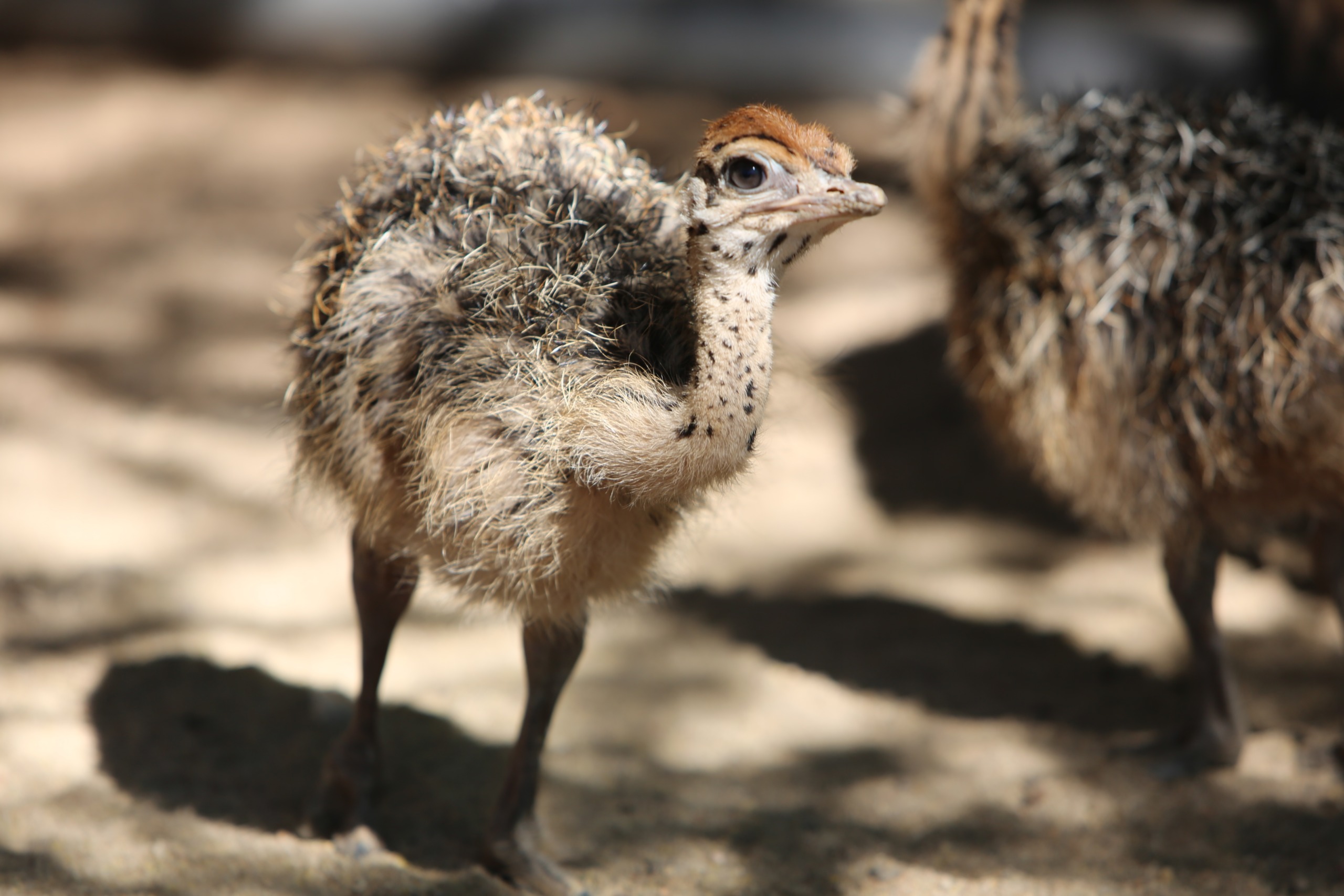 A fluffy ostrich chick stands on sandy ground, its body adorned with speckled feathers. Another bird is partially visible in the background. The sunlit scene beautifully captures the soft texture of the charming ostrich chick.