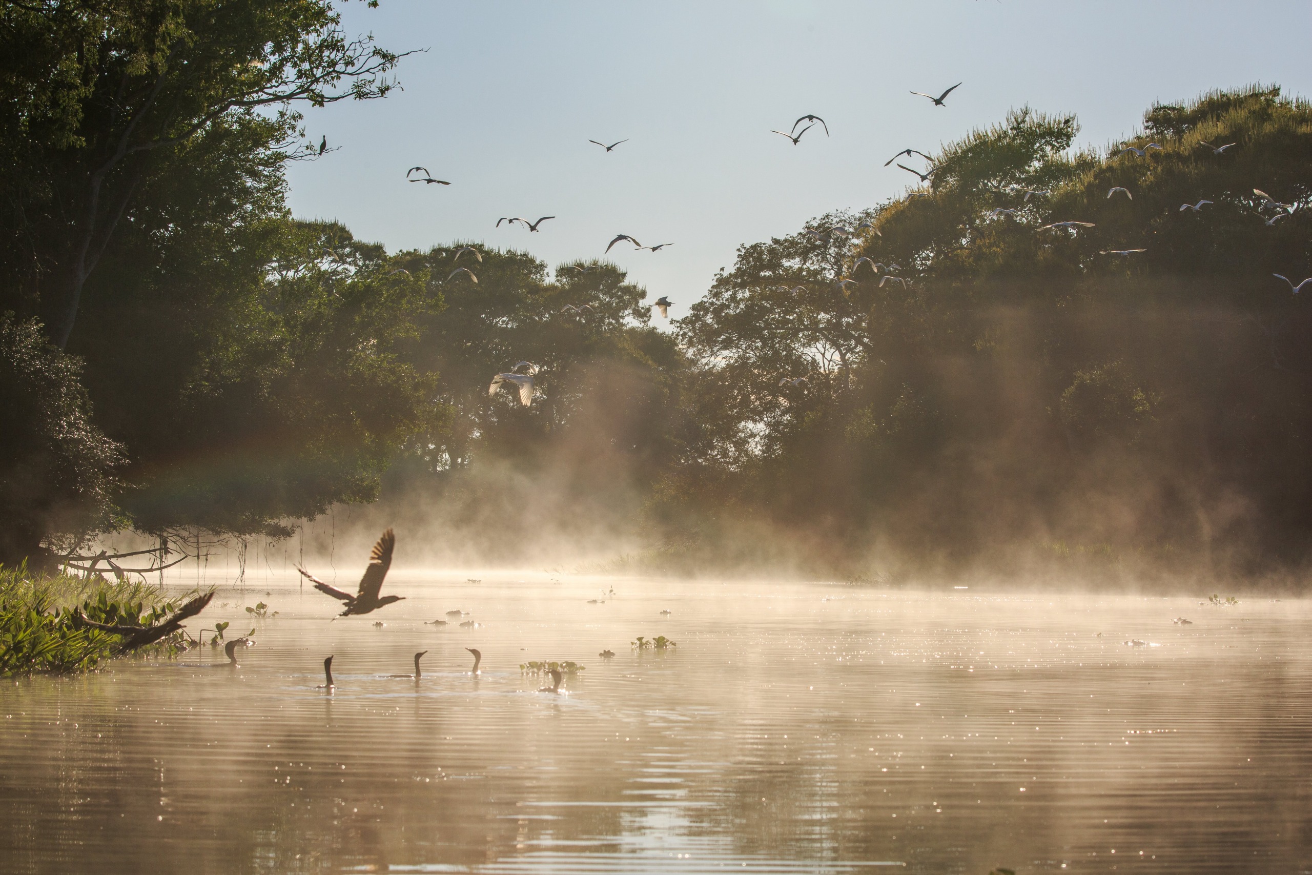 A serene river scene at sunrise with birds gracefully flying and wading in the water. Mist hovers like a river in the sky above the surface, and sunlight filters through the trees lining the banks, creating a tranquil and ethereal atmosphere.