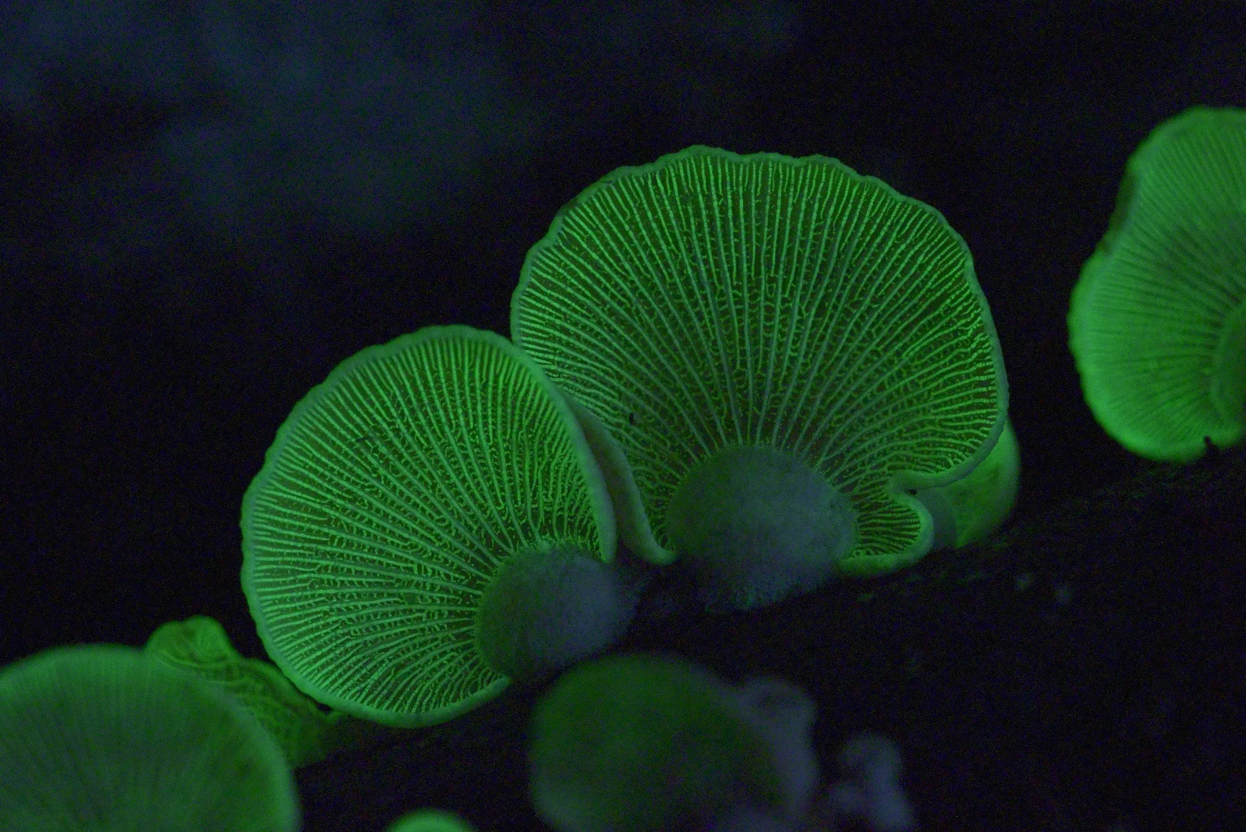 In this enchanting scene reminiscent of a David Attenborough documentary, glowing green bioluminescent mushrooms light up the darkness. Their fan-like structures are brilliantly illuminated, revealing intricate gill patterns that seem to be a natural celebration of light on Earth.