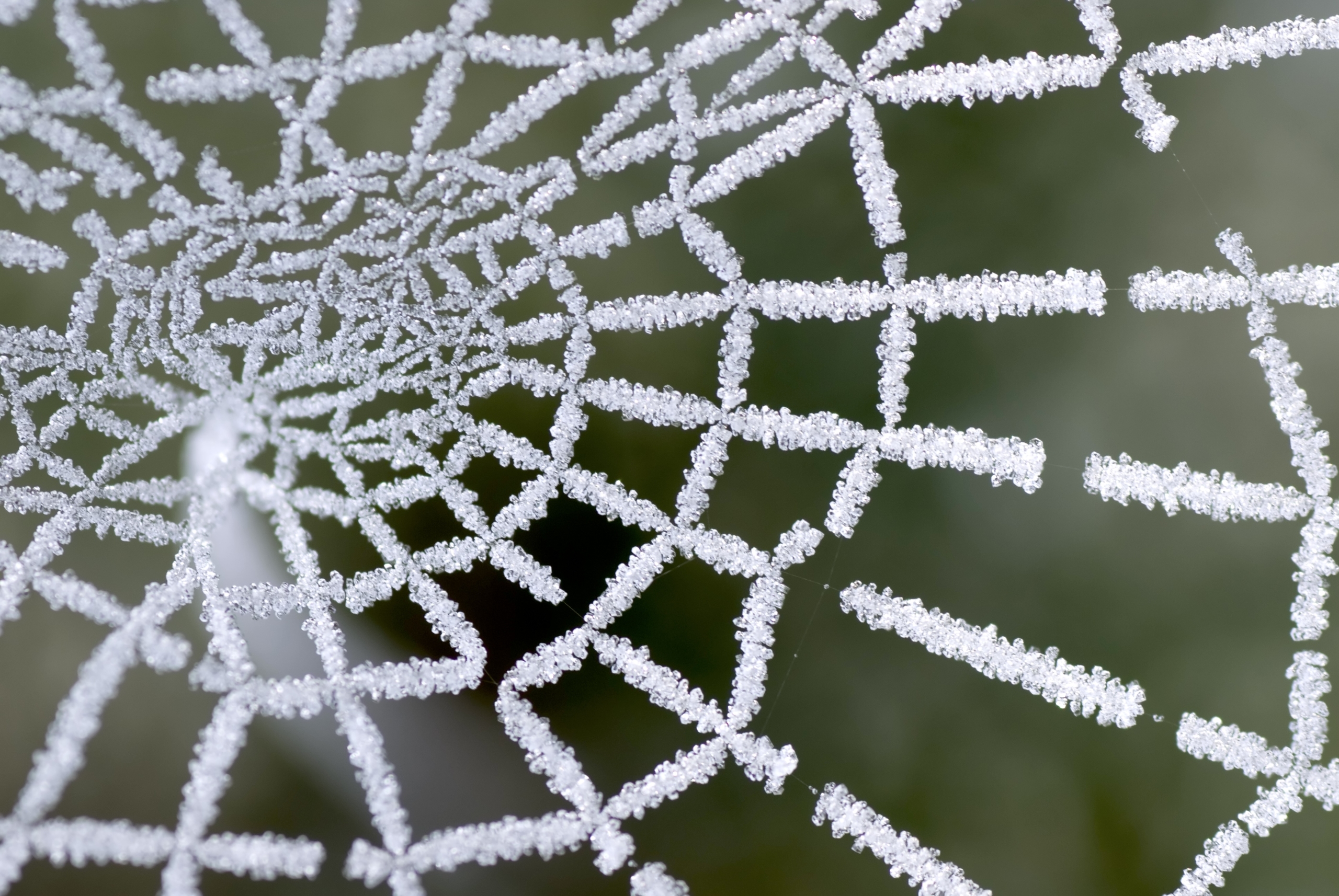 A close-up of a spider web reveals nature's genius, showcasing intricate geometric patterns delicately coated in frost against a blurred green background.