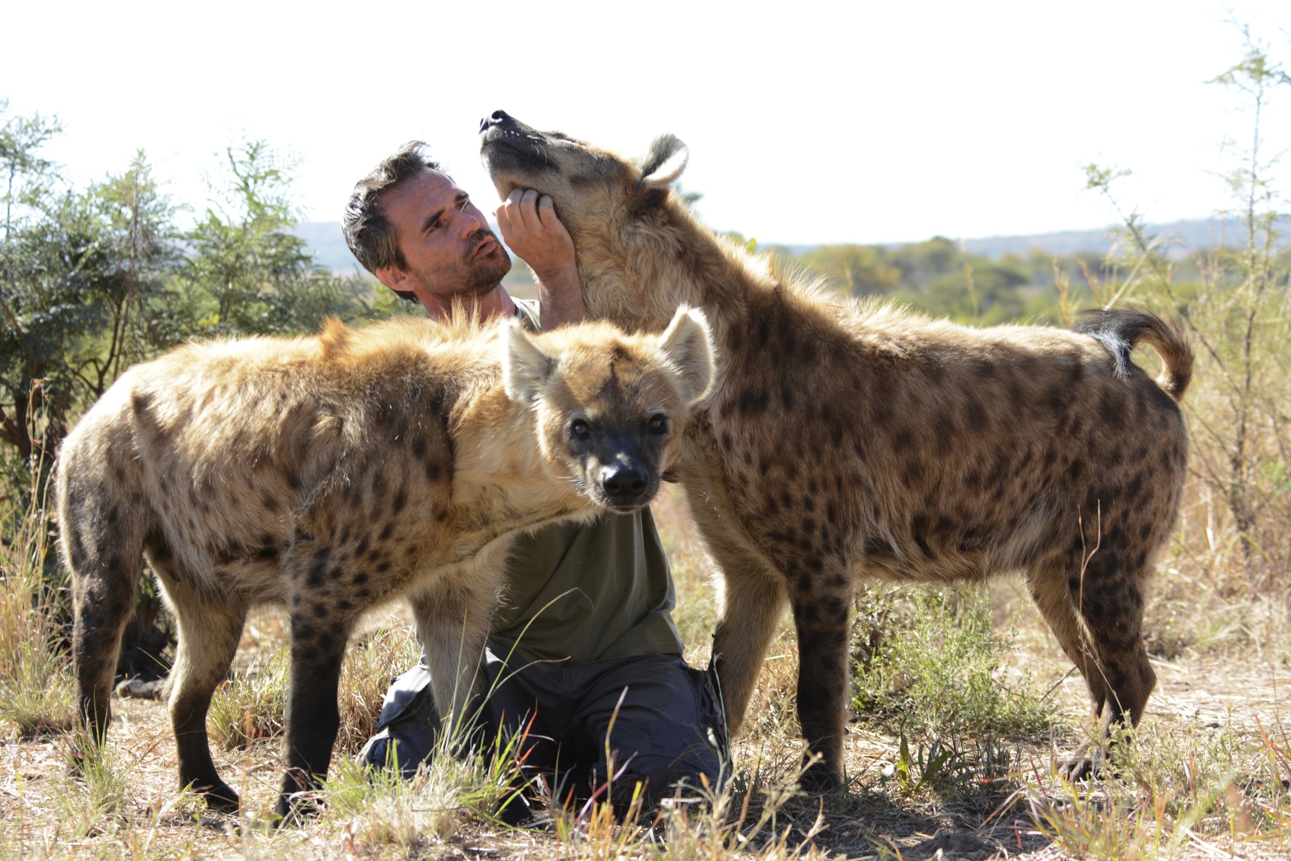 A person kneels in the grass, interacting with two hyenas. One hyena is nuzzling the person's face while the other stands close, looking directly at the camera. Sparse vegetation is visible in the background under a clear sky, capturing their wild charm and killer IQ.