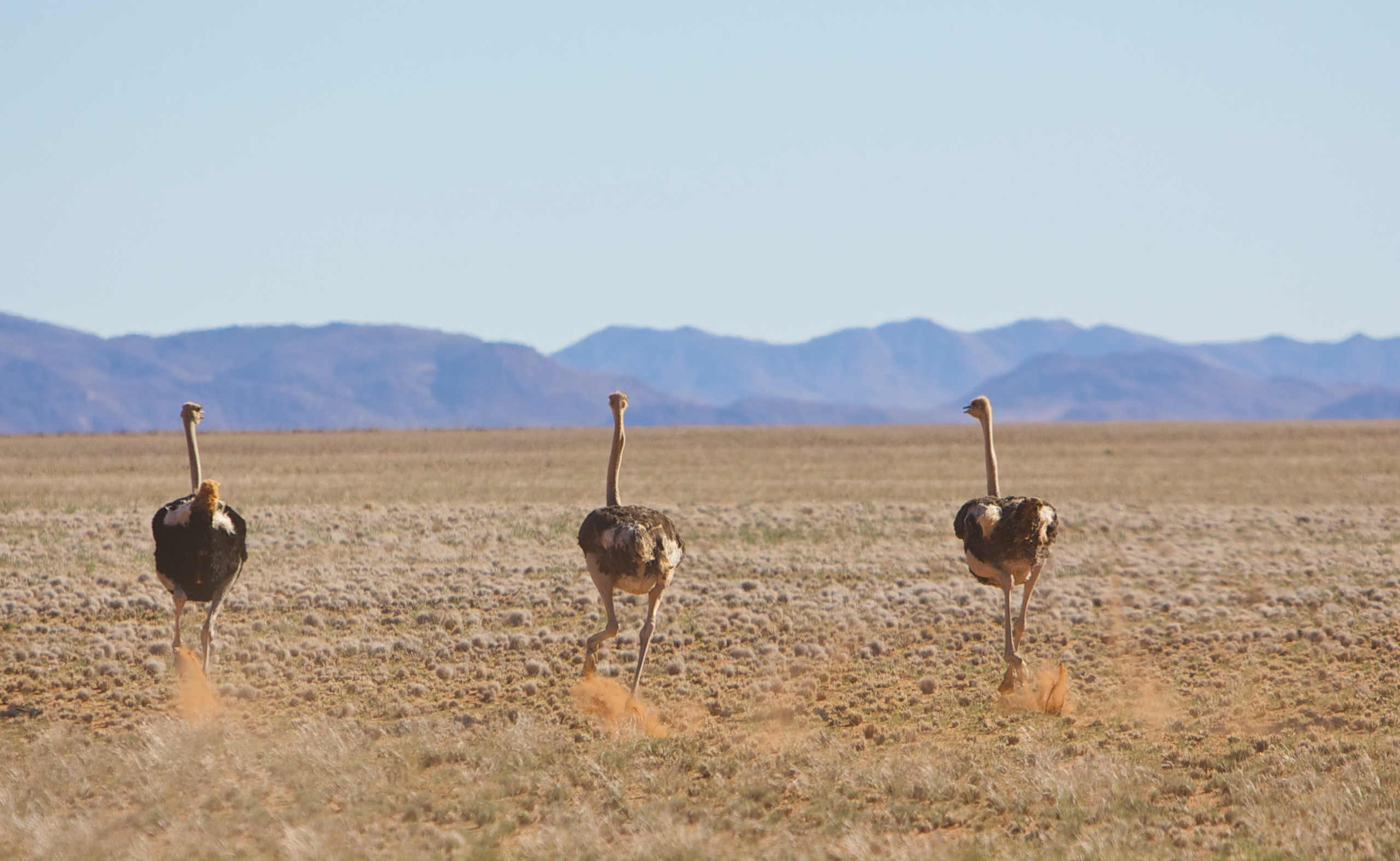 Three ostriches sprint across a dry, grassy plain with low mountains in the background under a clear blue sky. Dust swirls up from their feet as they move swiftly, the epitome of grace and speed amidst nature's vast expanse.