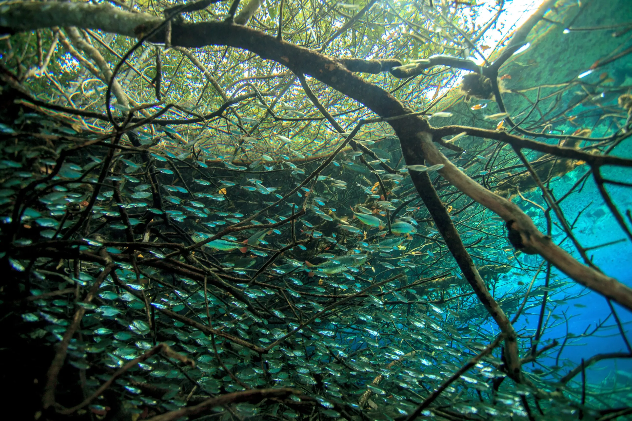 Underwater view of clear blue water with a dense school of small, shiny fish swimming among tangled, dark tree branches and roots. Sunlight from the sky above filters through, creating a dappled pattern reminiscent of a lively river scene.