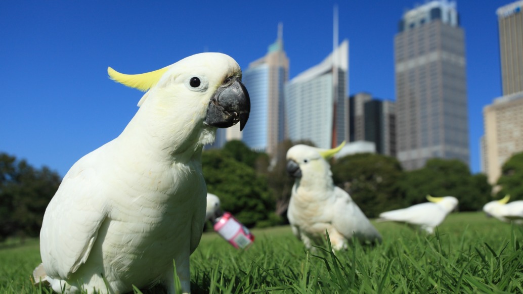 A group of white cockatoos, resembling lively parrots with their yellow crests, stand on vibrant green grass in a city park. Skyscrapers rise against the clear blue sky in the background. One cockatoo takes center stage, making eye contact with the camera.