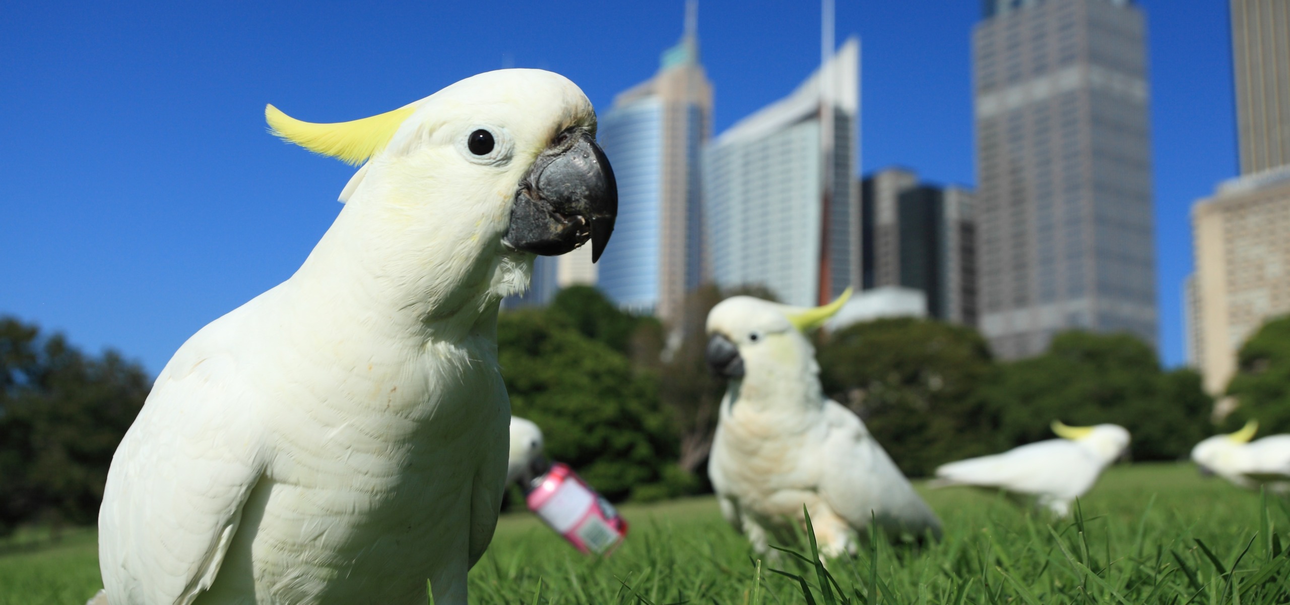 A group of white cockatoos, resembling lively parrots with their yellow crests, stand on vibrant green grass in a city park. Skyscrapers rise against the clear blue sky in the background. One cockatoo takes center stage, making eye contact with the camera.