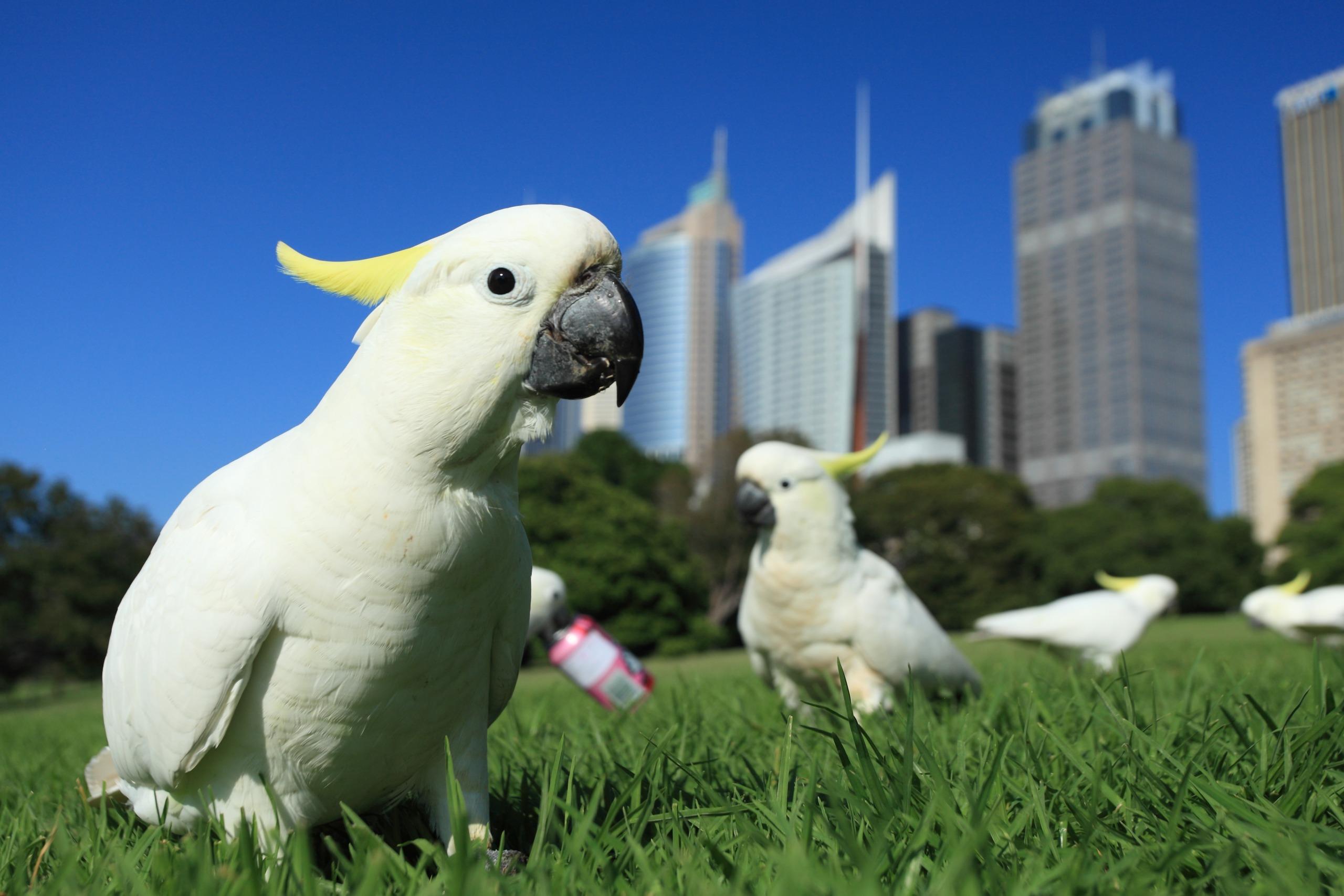 A group of white cockatoos, resembling lively parrots with their yellow crests, stand on vibrant green grass in a city park. Skyscrapers rise against the clear blue sky in the background. One cockatoo takes center stage, making eye contact with the camera.