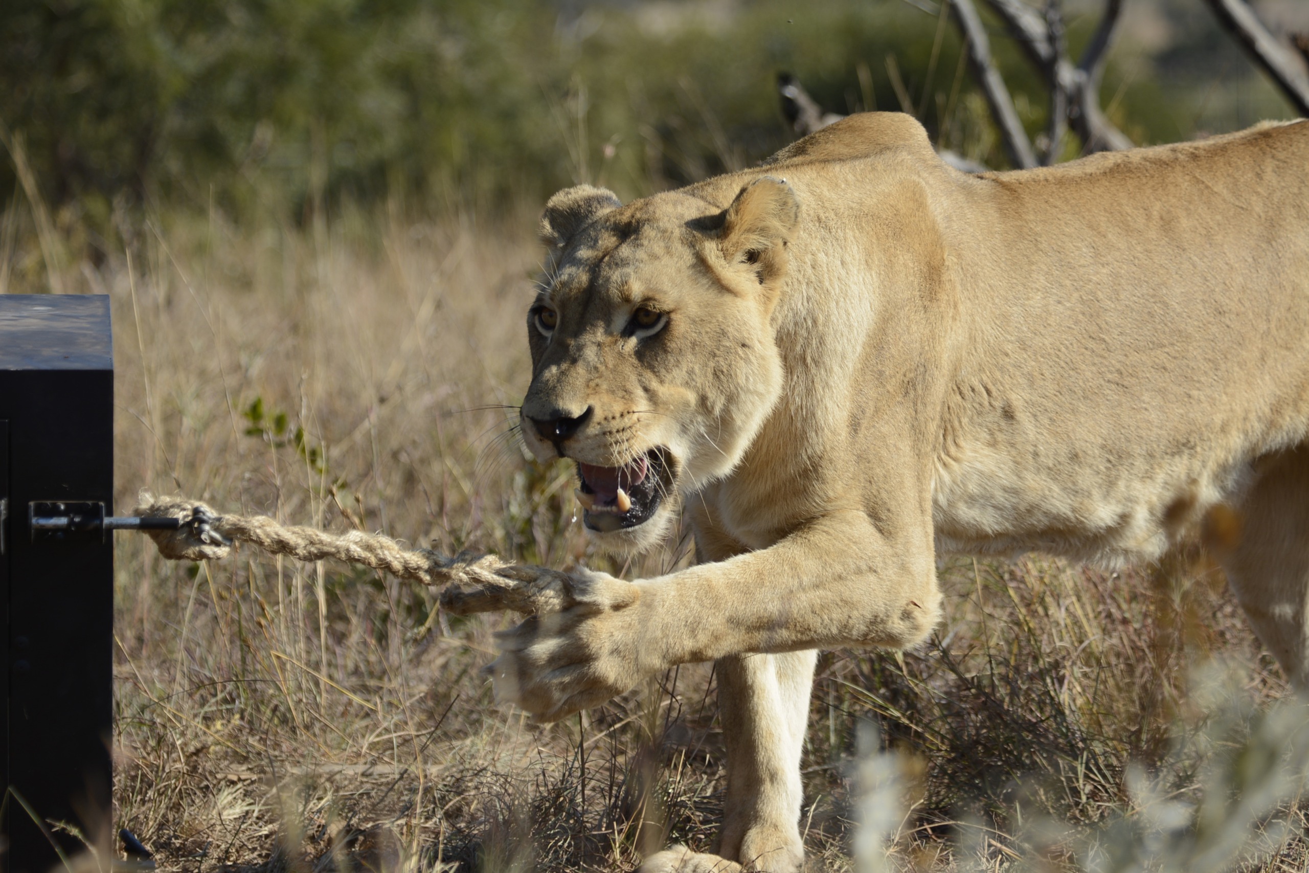 In a grassy field, the lioness displays her killer IQ as she pulls on a rope attached to a black box, her fierce expression reminiscent not just of the regal lion but of a cunning hyena plotting its next move.