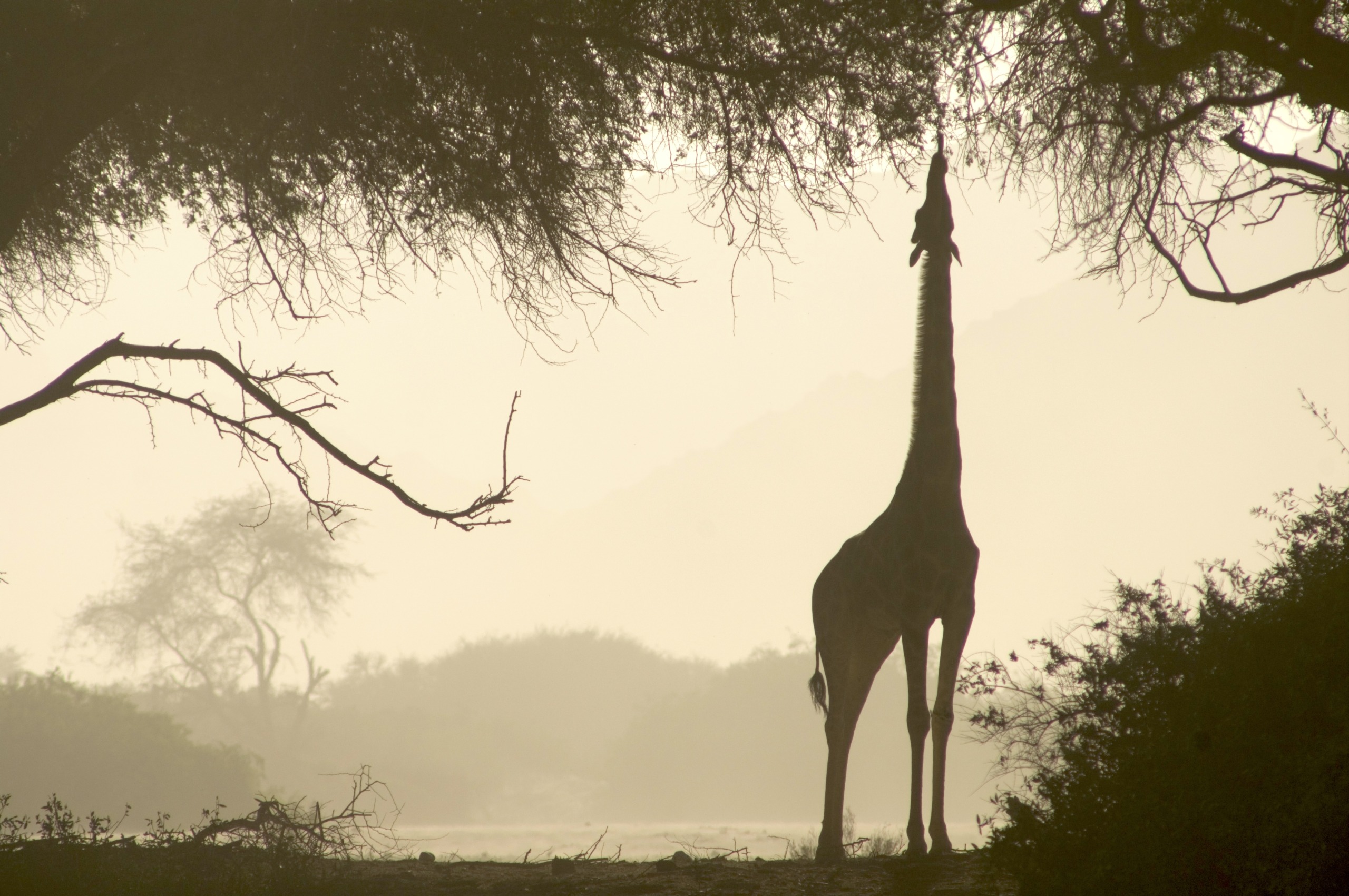 Silhouette of a giraffe reaching for leaves on a tall tree branch amid Namibia's desert. The background is a misty landscape with sparse trees and bushes, creating a serene, natural scene.