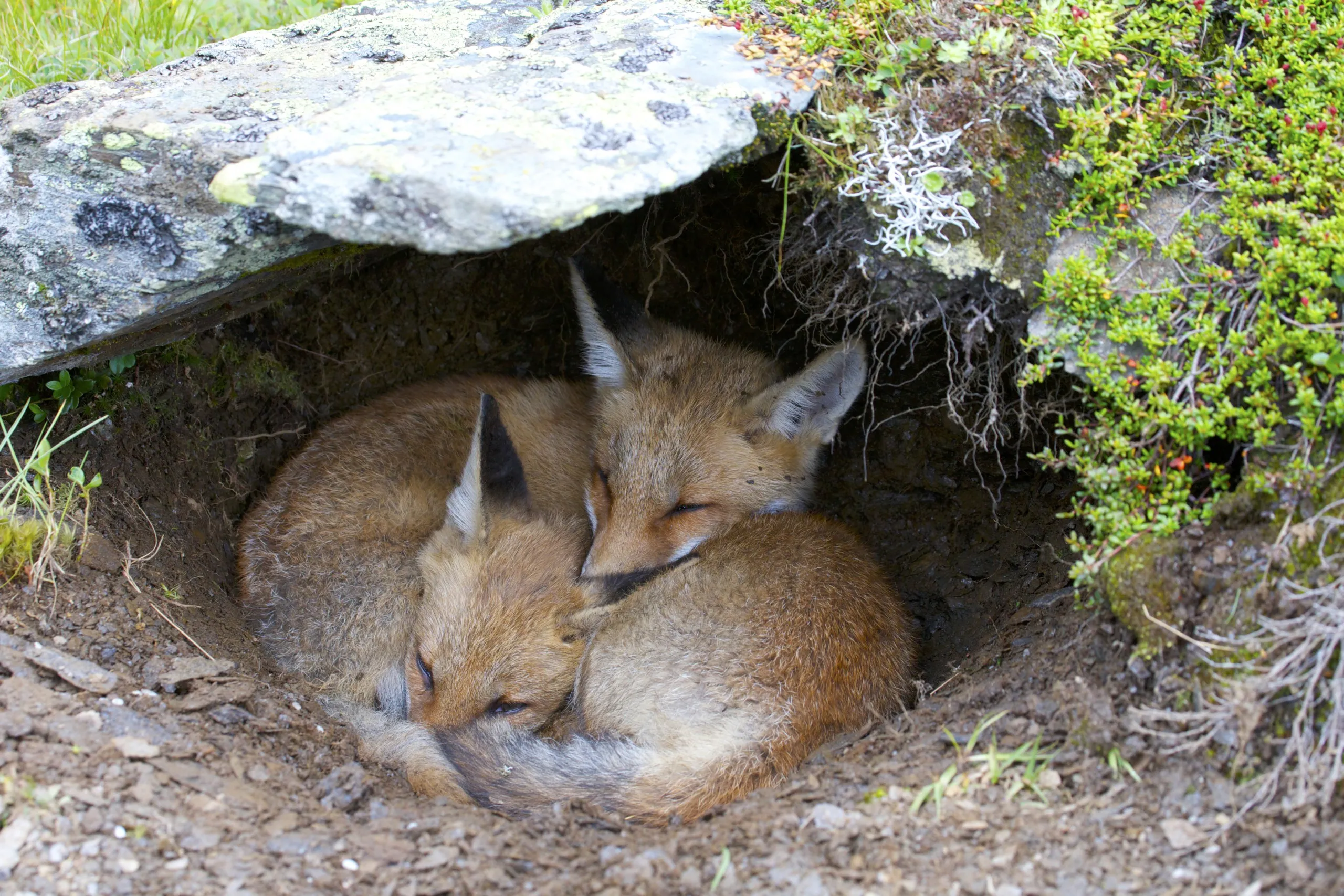 Two foxes are curled up together, sleeping in a small, cozy den covered by rocks and greenery, while a golden eagle soars overhead, scanning the tranquil landscape.