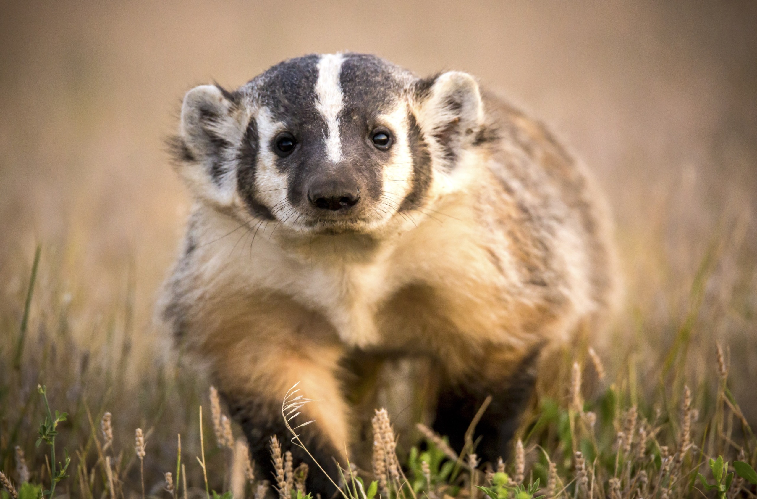 A badger stands in a field, looking directly at the camera. Its fur is a mix of gray, white, and black, with distinctive facial markings reminiscent of the rugged beauty found in the badlands. The background is blurred, consisting of grass and plants.