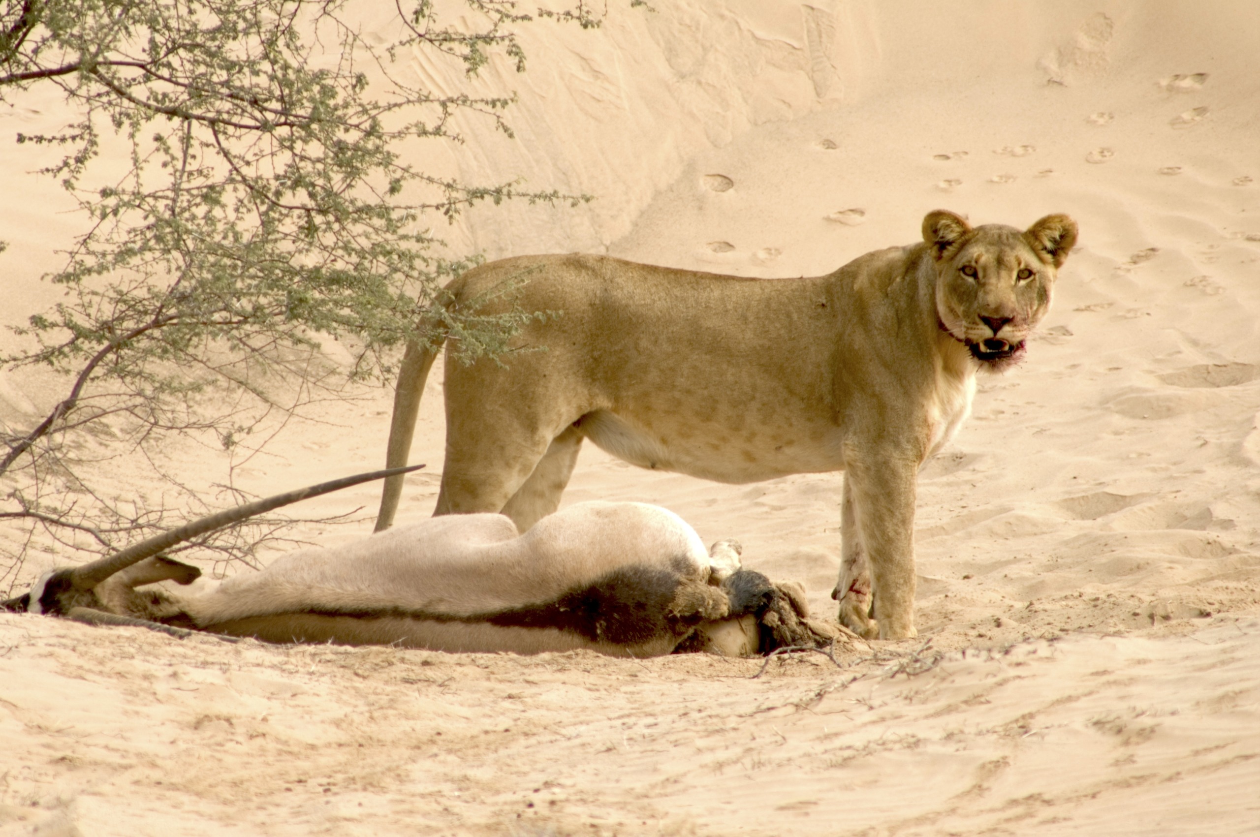 In Namibia's desert, a lioness stands alert in the sandy landscape beside a fallen or resting animal. Sparse vegetation and paw prints etch stories in the background.