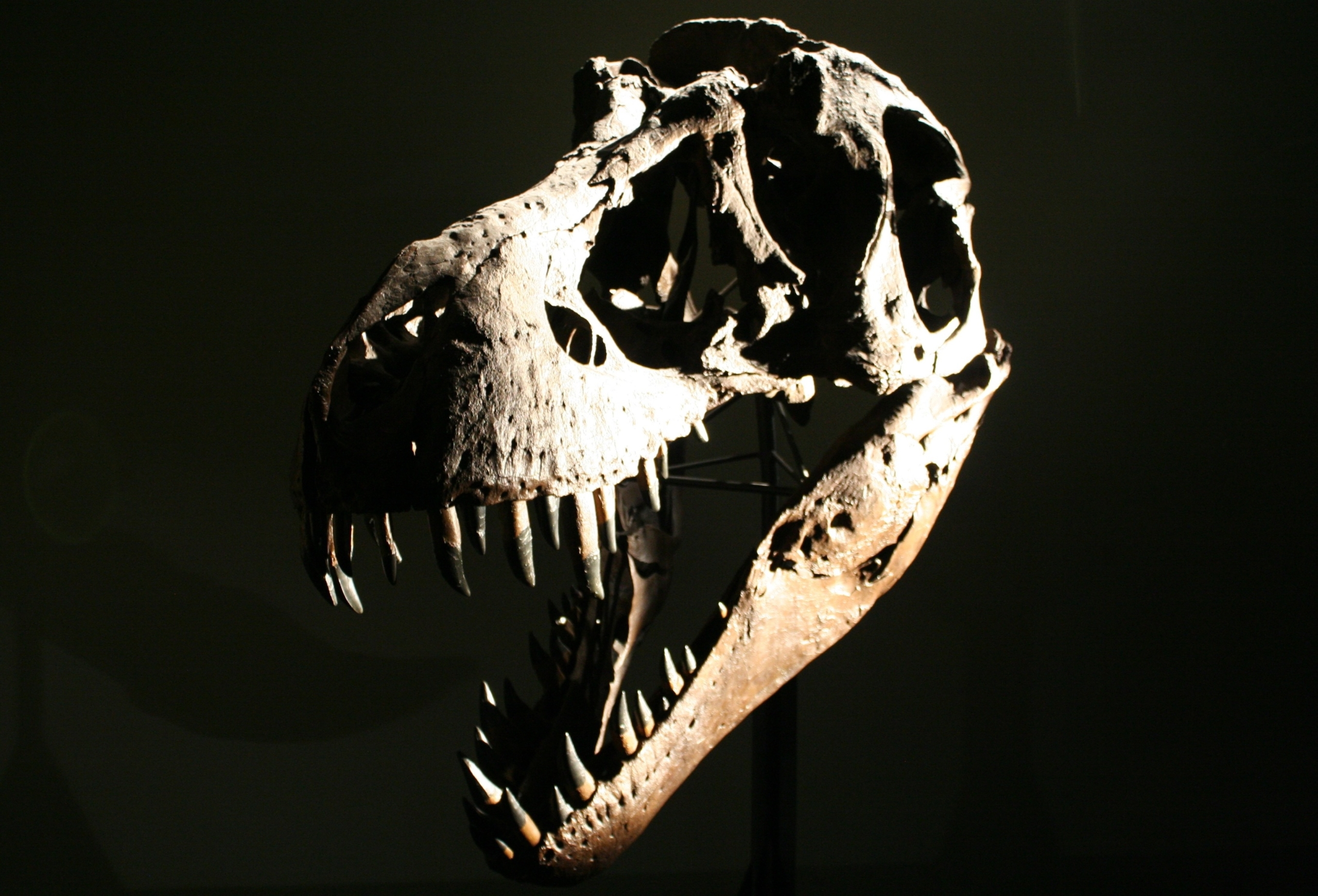 A large dinosaur skull, likely a Tyrannosaurus rex, is displayed against a dark background. The skull is illuminated from above, highlighting its sharp teeth and large eye sockets—silent witnesses to the ancient cataclysm believed to be caused by a meteor.