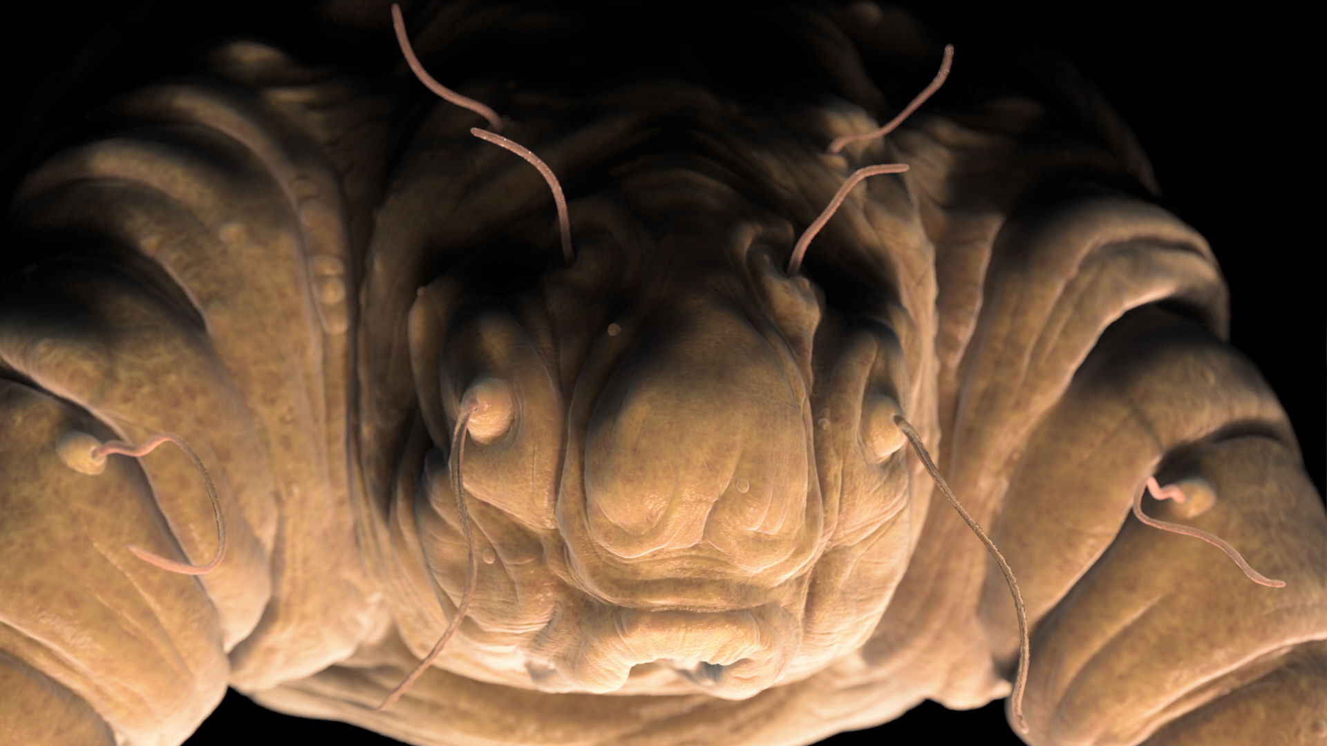 Close-up image of a brown head louse with detailed texture, depicted in a 3D exploration style. Its segmented body and long, slender antennae are vividly displayed against a dark background, emphasizing its planet-like surface features.