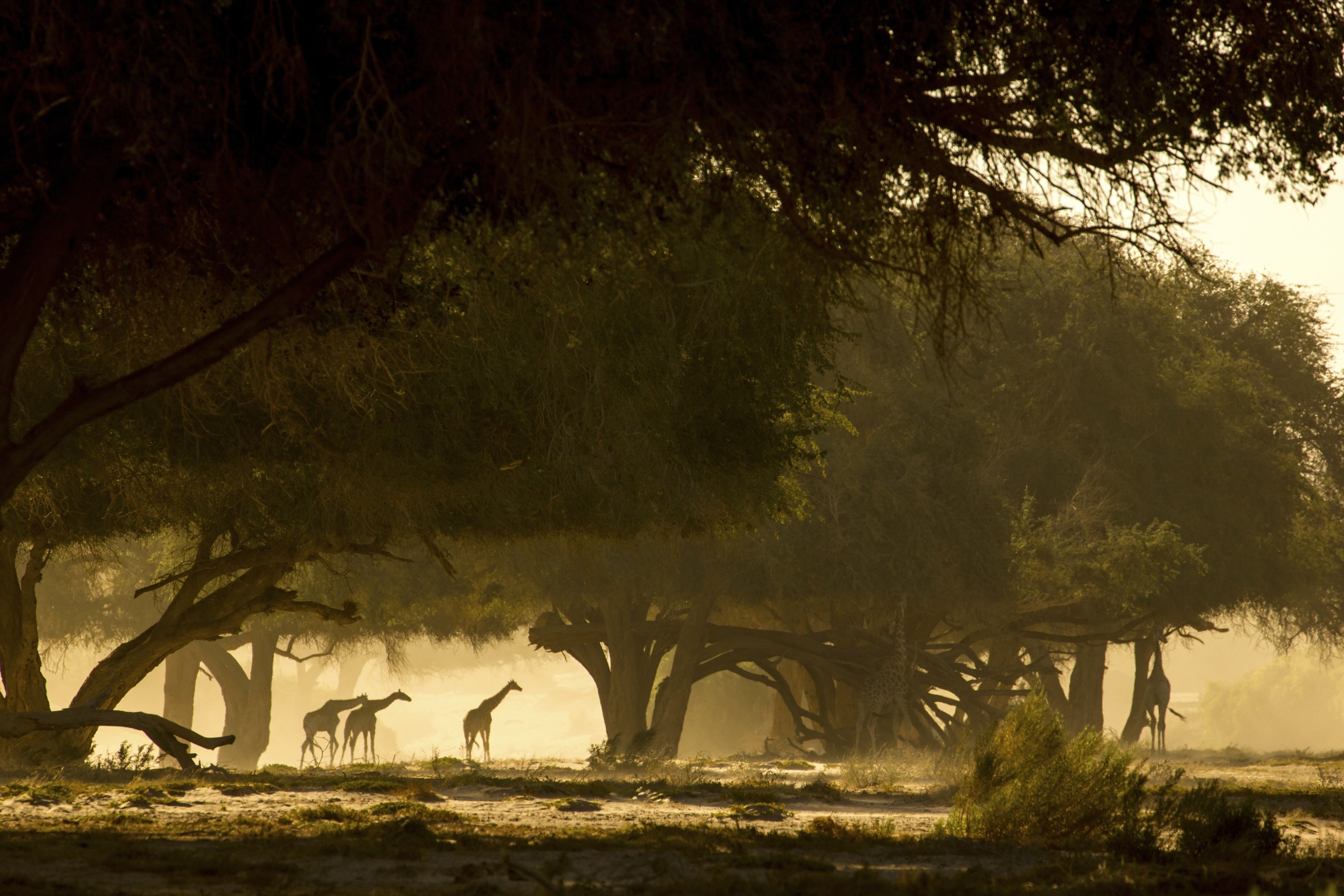 Silhouettes of giraffes stand gracefully under large trees in a sunlit, misty landscape. The scene conveys a tranquil, early morning ambiance with soft, diffused light filtering through the foliage.