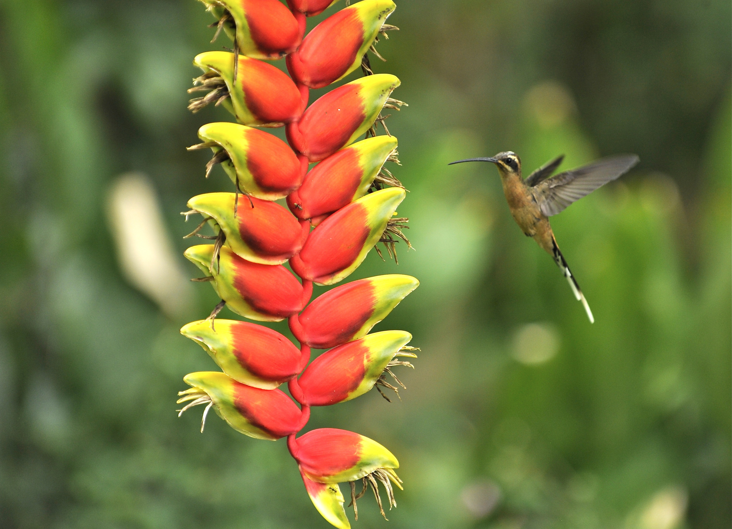 A jewelled hummingbird hovers near a heliconia flower. The vibrant red and yellow bracts stand out vividly, while the blurred background of green highlights the radiant colors, making these tiny messengers of nature truly captivating.