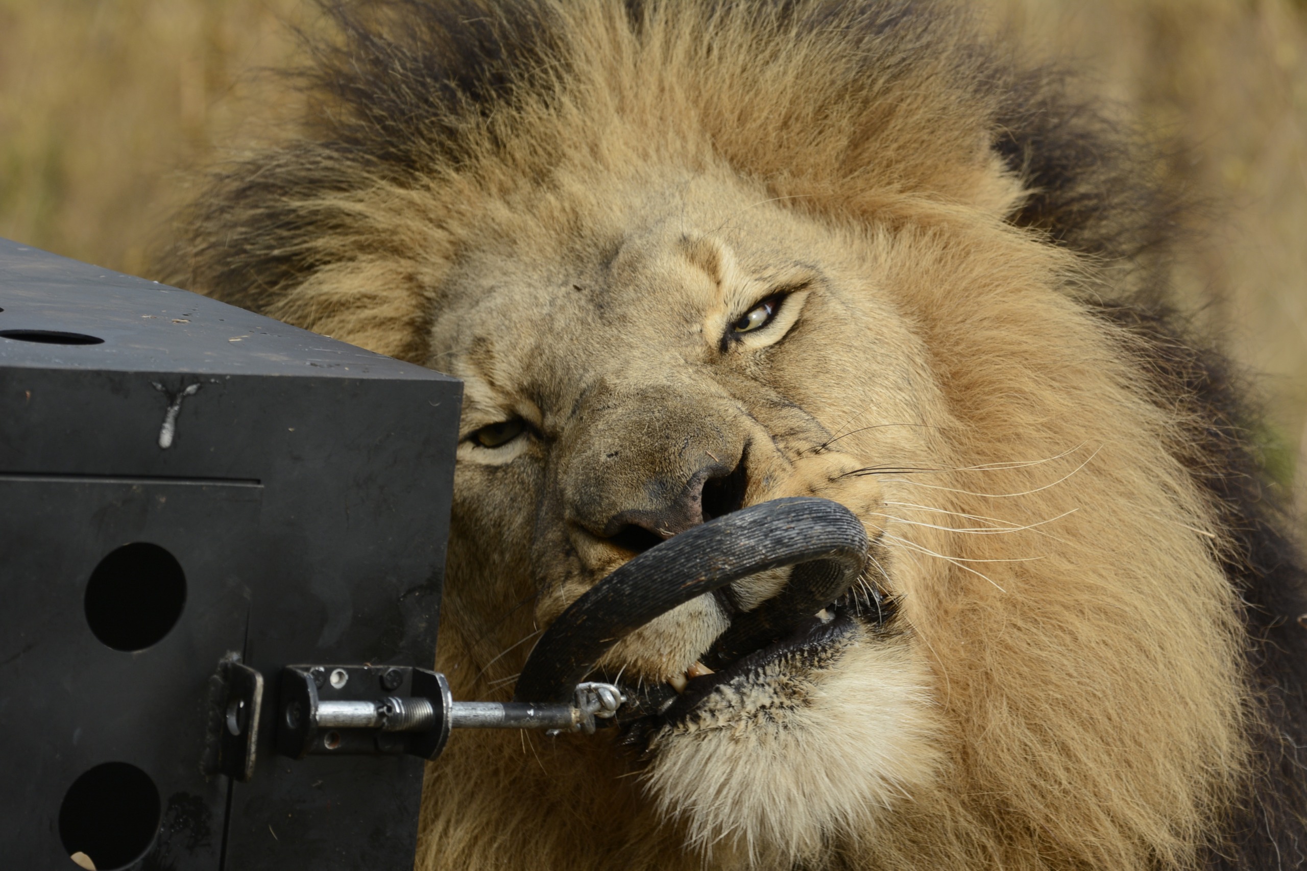 A lion, demonstrating its killer IQ, grips a rubber-tire-like material attached to a metal structure with its teeth. The majestic creature, with a full mane, appears focused as it engages with the object against the backdrop of a blurred natural outdoor setting.