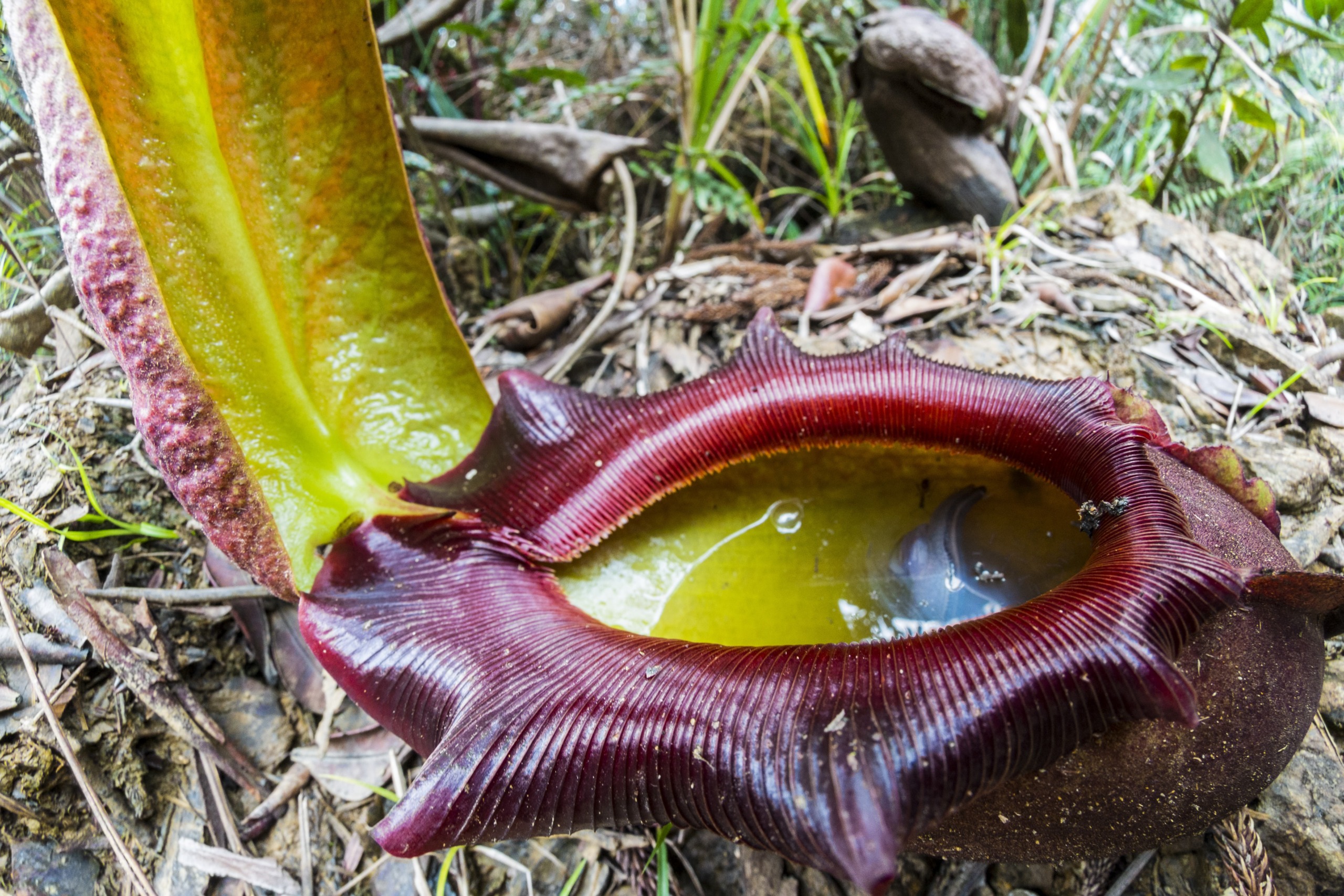 Close-up of a tropical pitcher plant, showcasing its deep red, ridged rim and a pool of liquid inside. This intriguing plant stands out amid dried leaves and greenery, perfectly blending into its natural habitat.