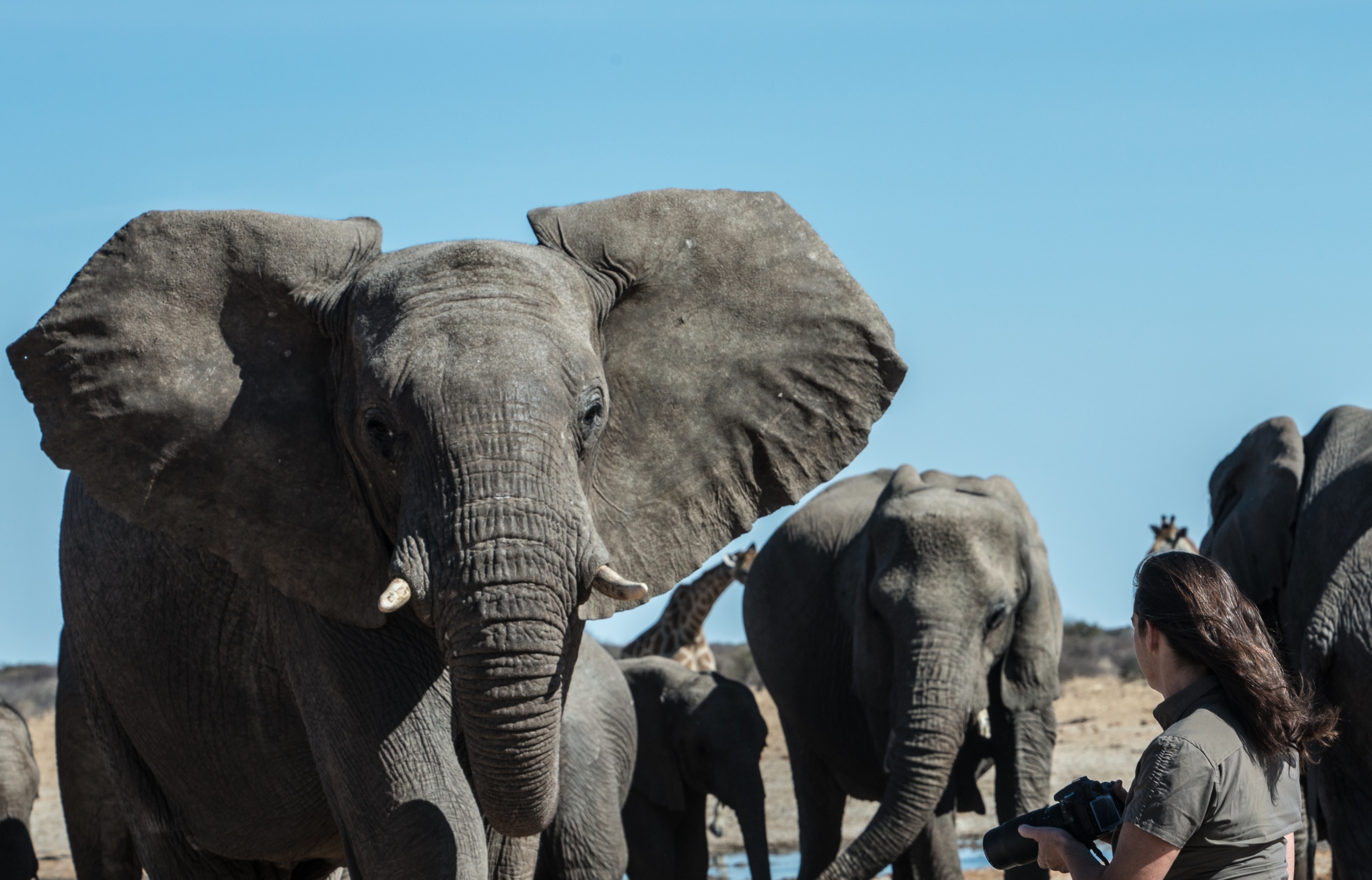 A person with long hair, holding a camera, observes a majestic herd of elephants, with one gentle giant in the foreground facing them. The clear blue sky suggests a sunny day perfect for elephant watching.