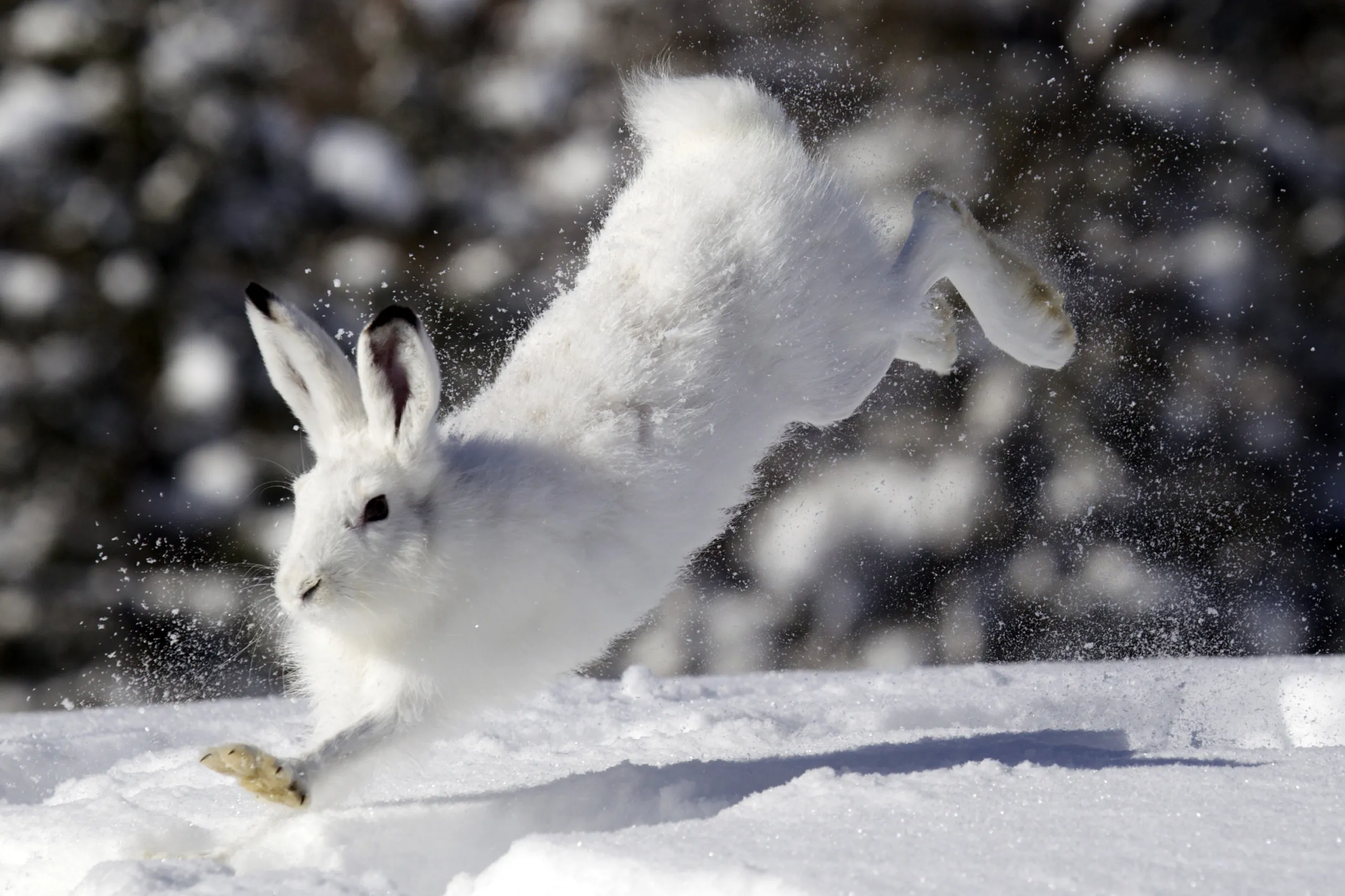 A white snowshoe hare with dark-tipped ears bounds energetically through a snowy landscape, the quiet realm under the watchful eye of a golden eagle. Snow flies as it leaps, while the background is softly blurred with snow-covered trees.